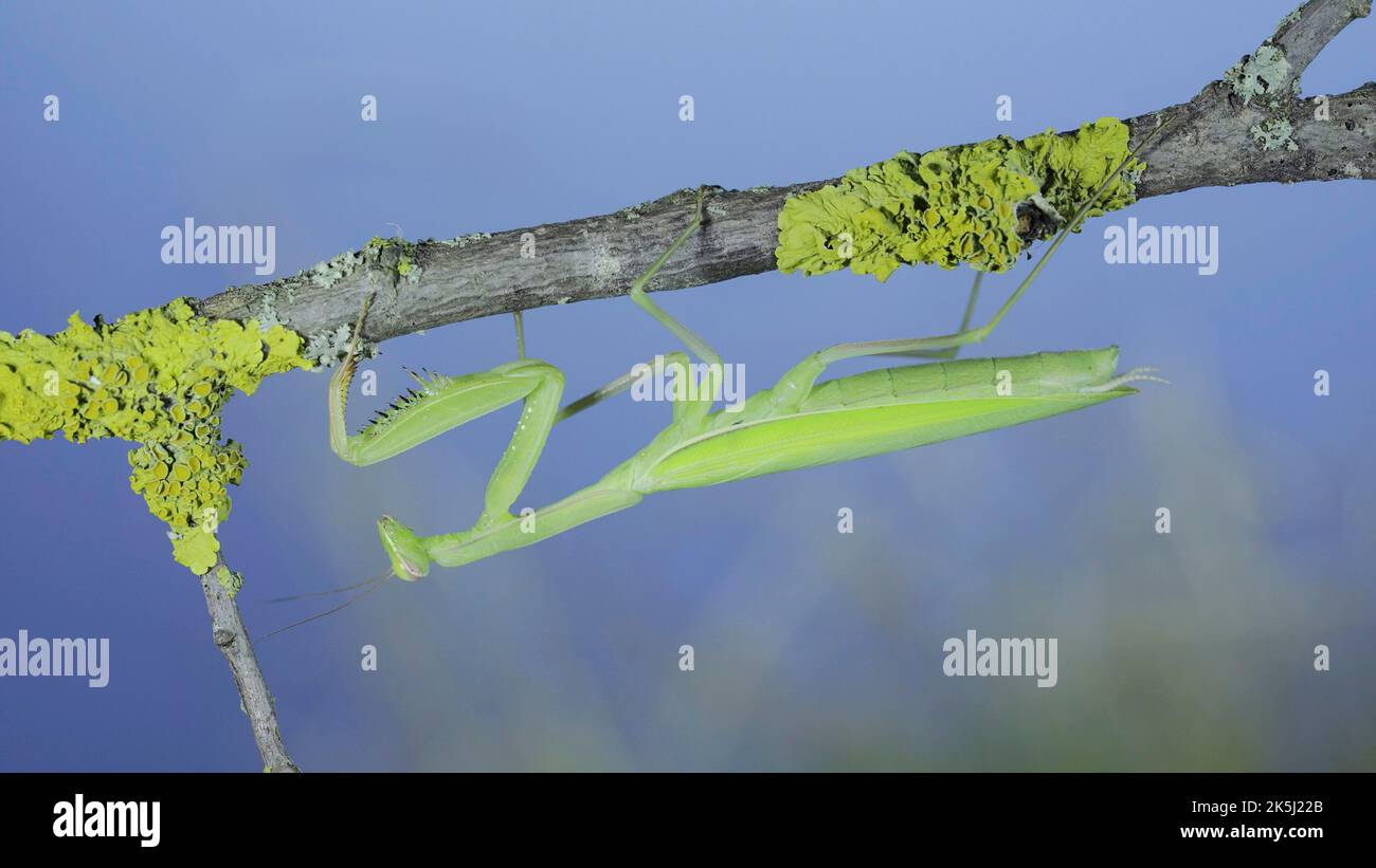 Primo piano ritratto di verde che prega mantis è appeso sotto il ramo di albero su erba verde e sfondo cielo blu. Mantis europeo (Mantis religiosa) Foto Stock