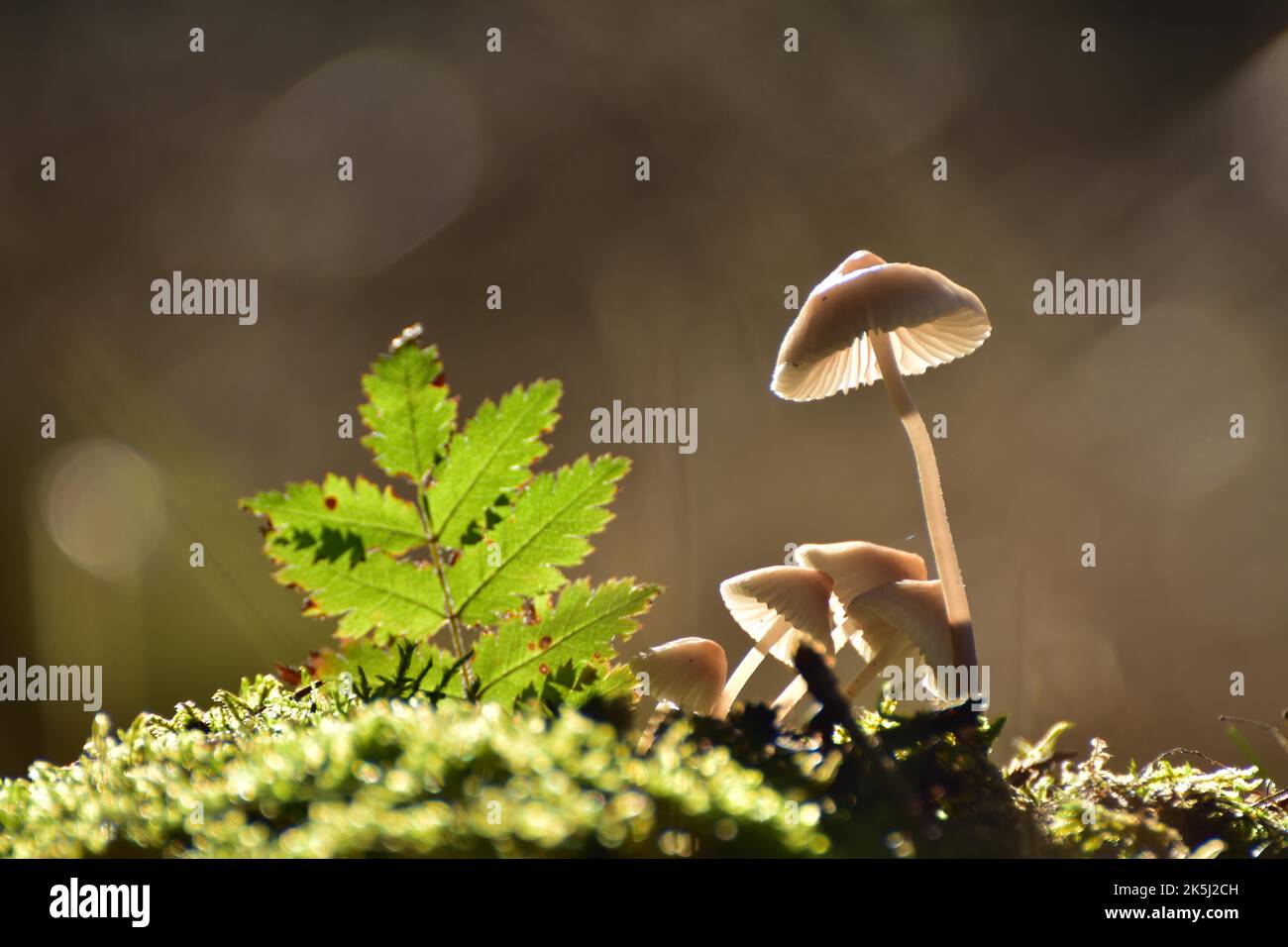 Gruppo di cofani (Micena) su un cuscino muschio in controluce, Hunsrueck, Renania-Palatinato, Germania Foto Stock