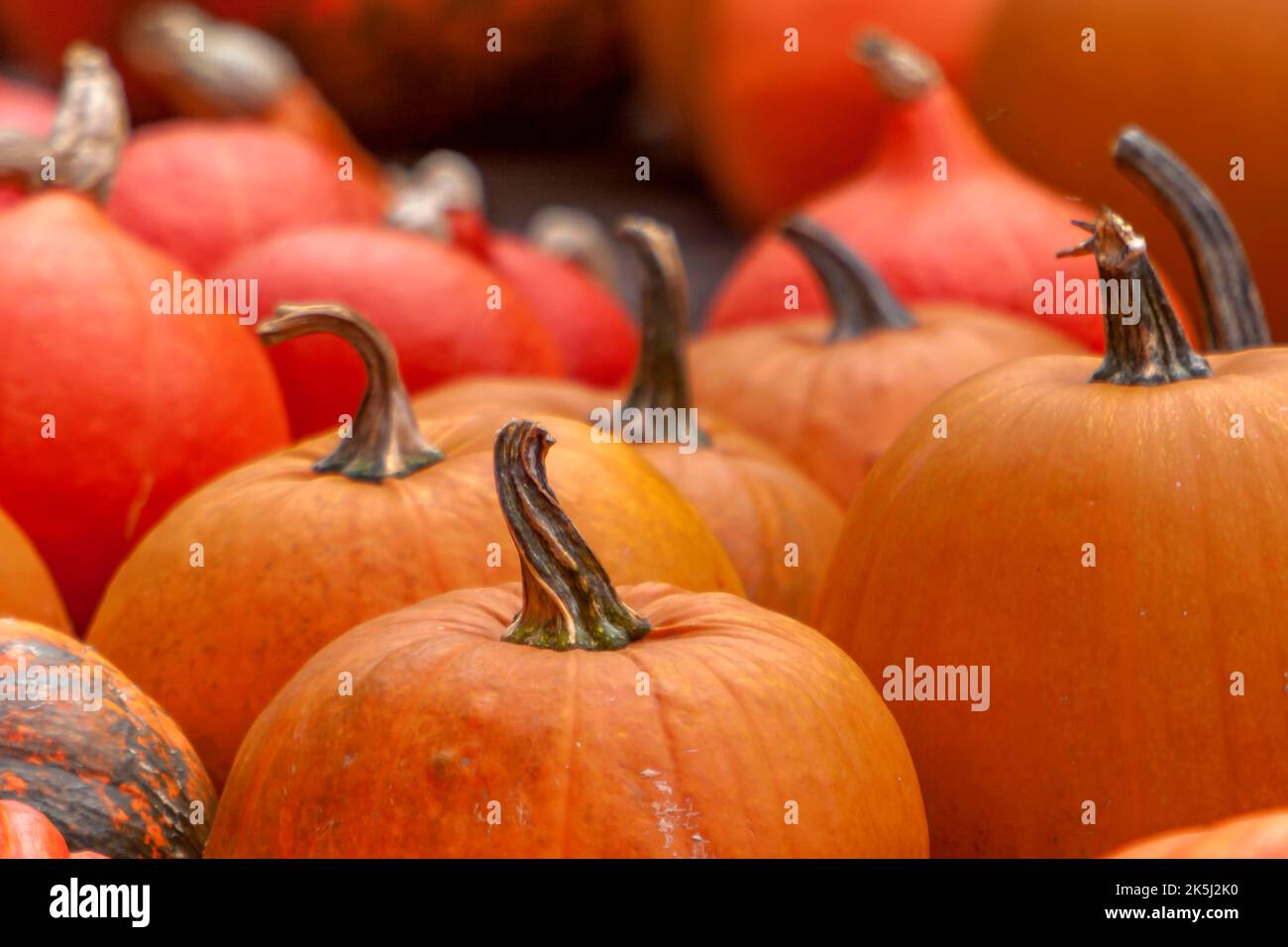 Zucche (Cucurbita), vendita di strada, Palatinato, Renania-Palatinato, Germania Foto Stock