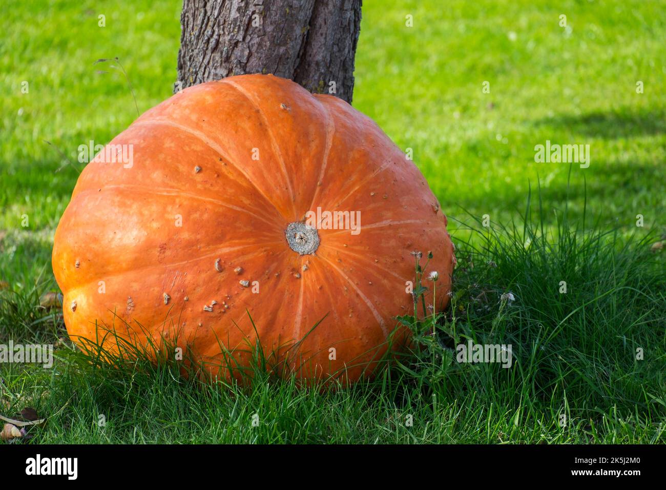 Zucca gigante (Cucurbita) appoggiata contro un tronco di albero, Muensterland, Renania settentrionale-Vestfalia, Germania Foto Stock