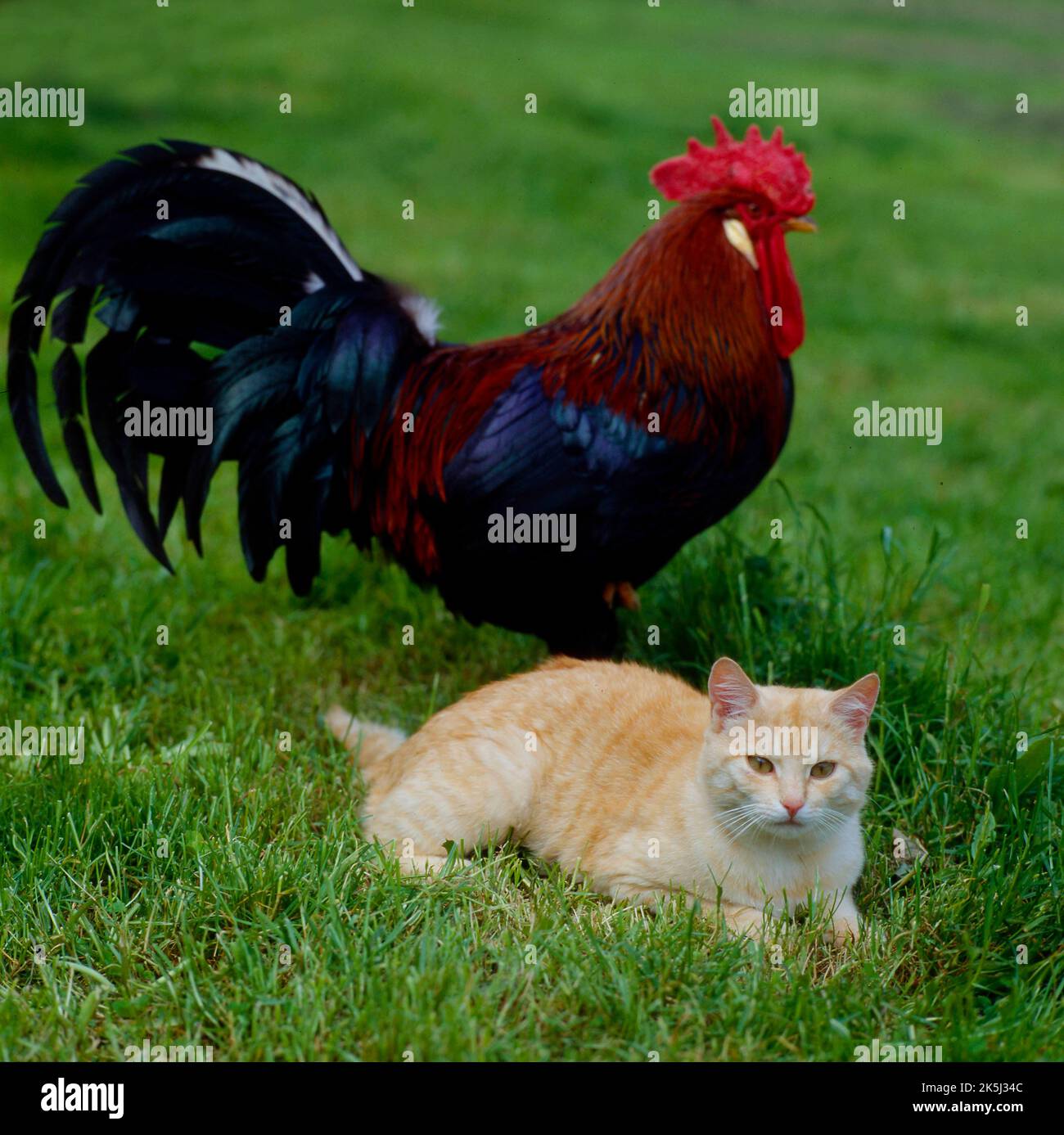 Wildcat (Felis silvestris) forma catus, crema rossa con cazzo (Gallus gallus domesticus) Foto Stock