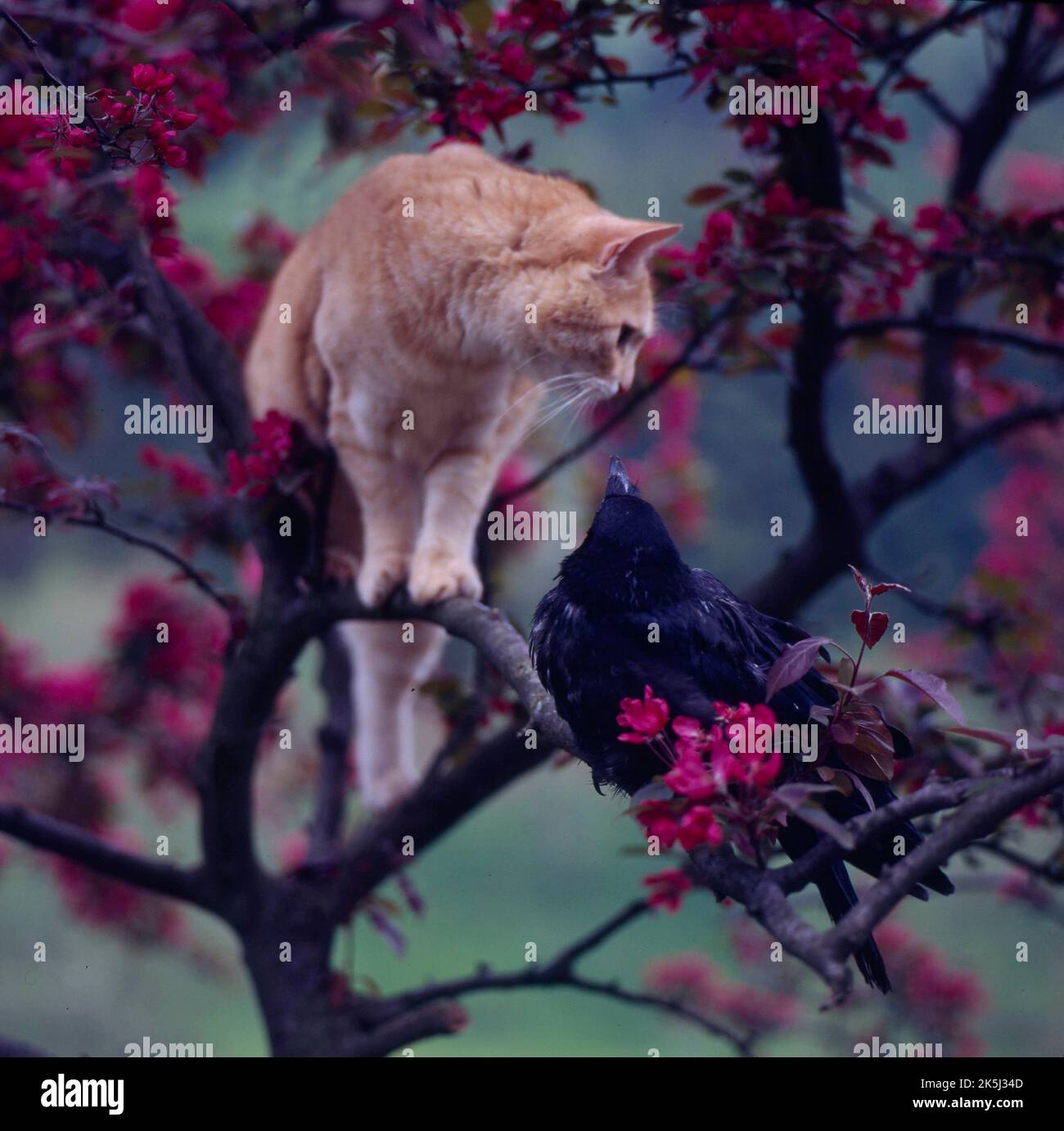 Gatto domestico, gatto selvatico (Felis silvestris) forma catus Foto Stock