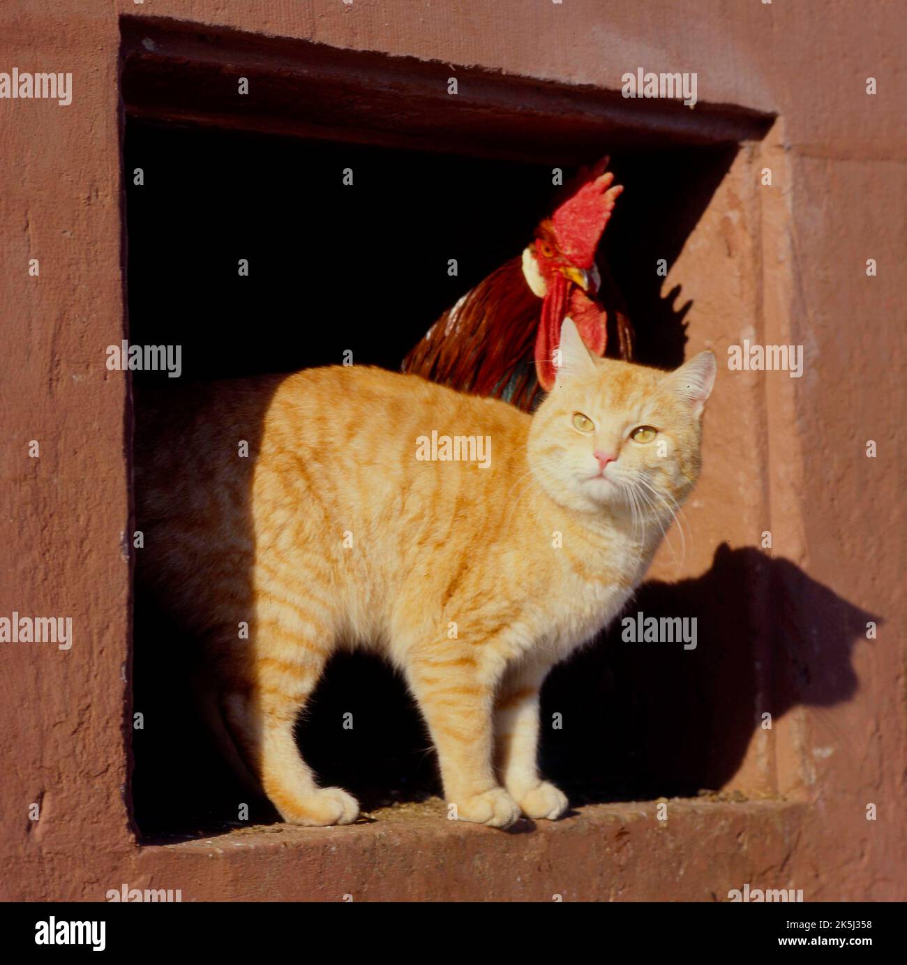 Wildcat (Felis silvestris) forma catus, crema rossa con cazzo (Gallus gallus domesticus) Foto Stock