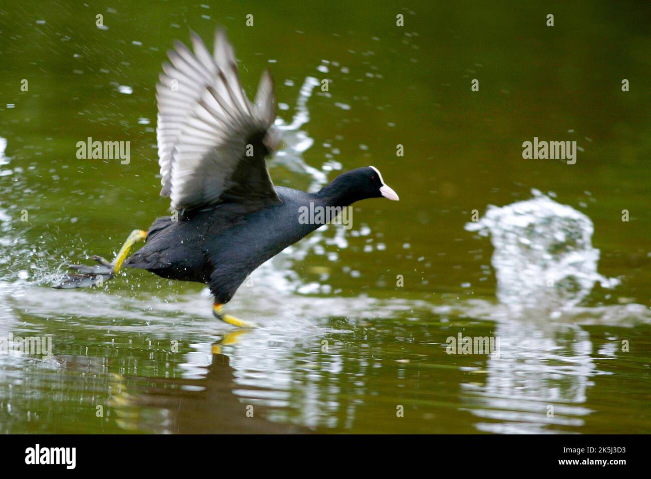 Coot comune Eurasian Coot (Fulica atra), Coot, Coot rail Foto Stock