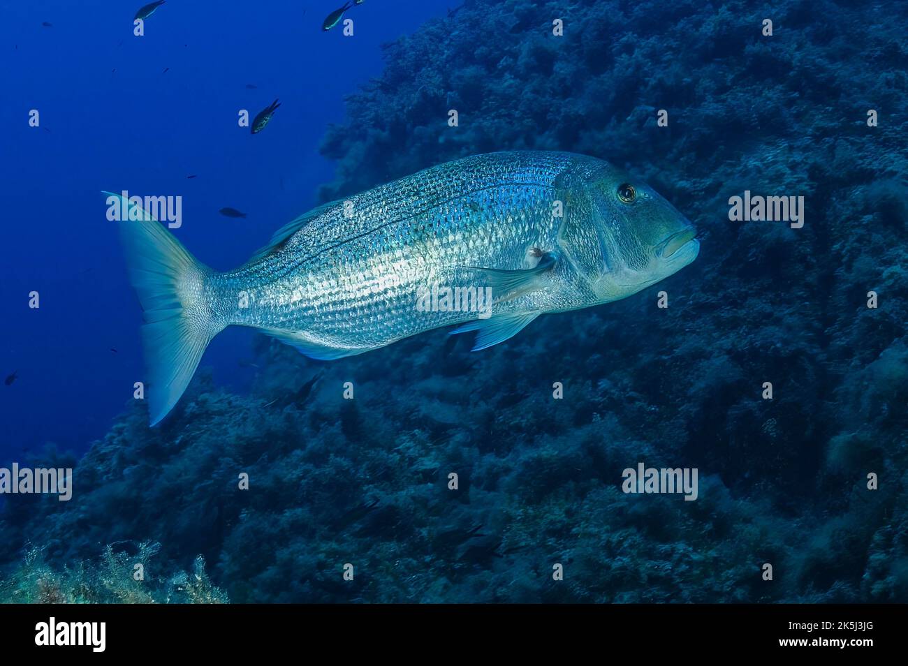 Dentice comune (dentex dentex), Mar Mediterraneo, Santa Teresa di Gallura, Sardegna, Italia Foto Stock