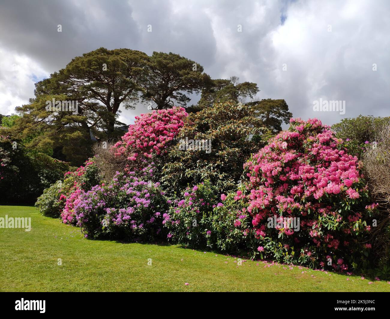 Rhododendron nel parco a Muckross House, Killarney, Co. Kerry, Irlanda Foto Stock