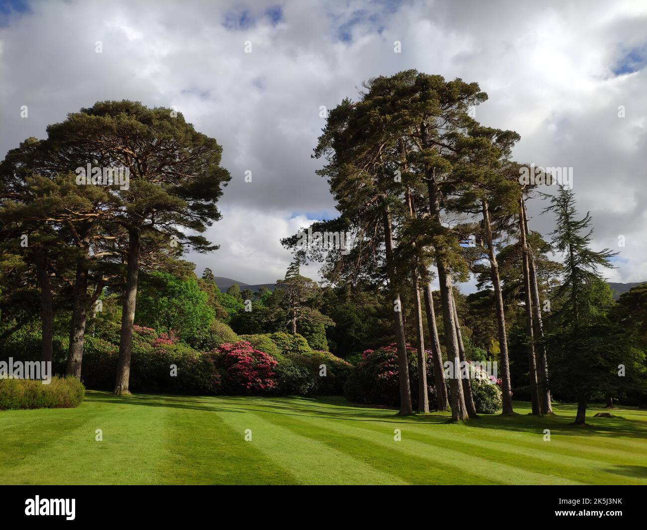 Rhododendron nel parco a Muckross House, Killarney, Co. Kerry, Irlanda Foto Stock