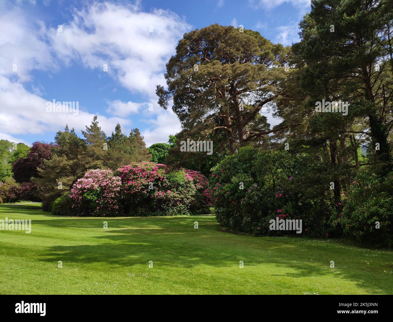 Rhododendron nel parco a Muckross House, Killarney, Co. Kerry, Irlanda Foto Stock