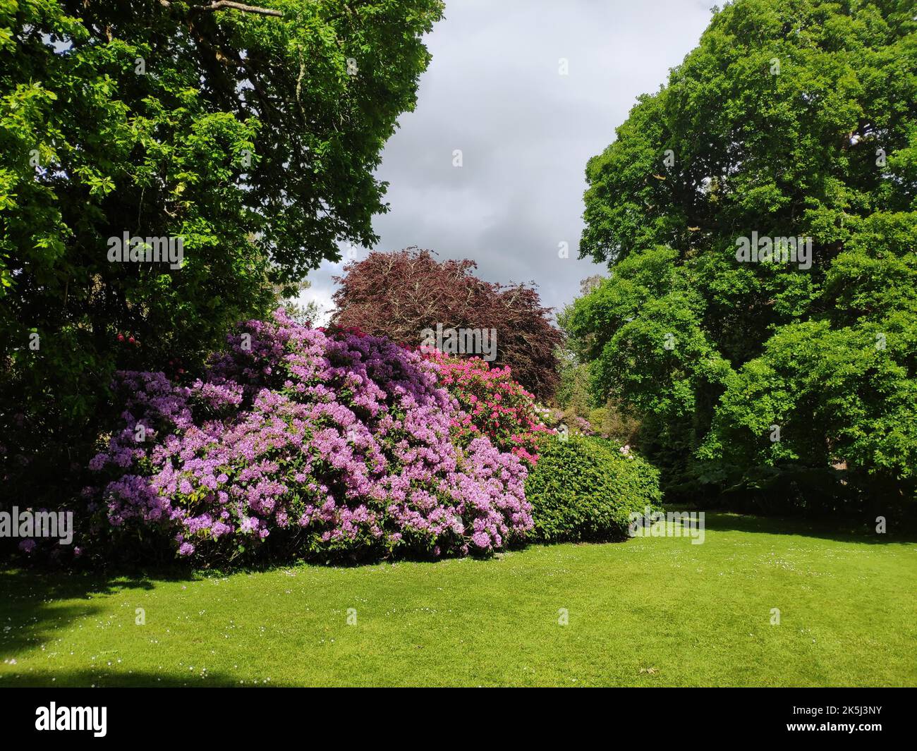 Rhododendron nel parco a Muckross House, Killarney, Co. Kerry, Irlanda Foto Stock