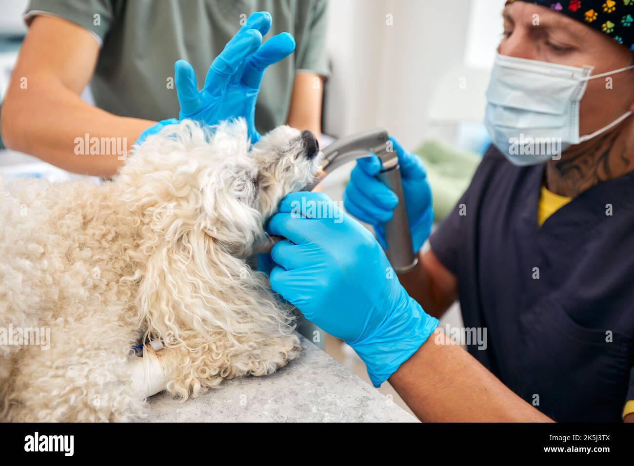 Veterinaria e cura degli animali. Dottore inserimento tubo tracheale aiutare il cane. Foto di alta qualità Foto Stock