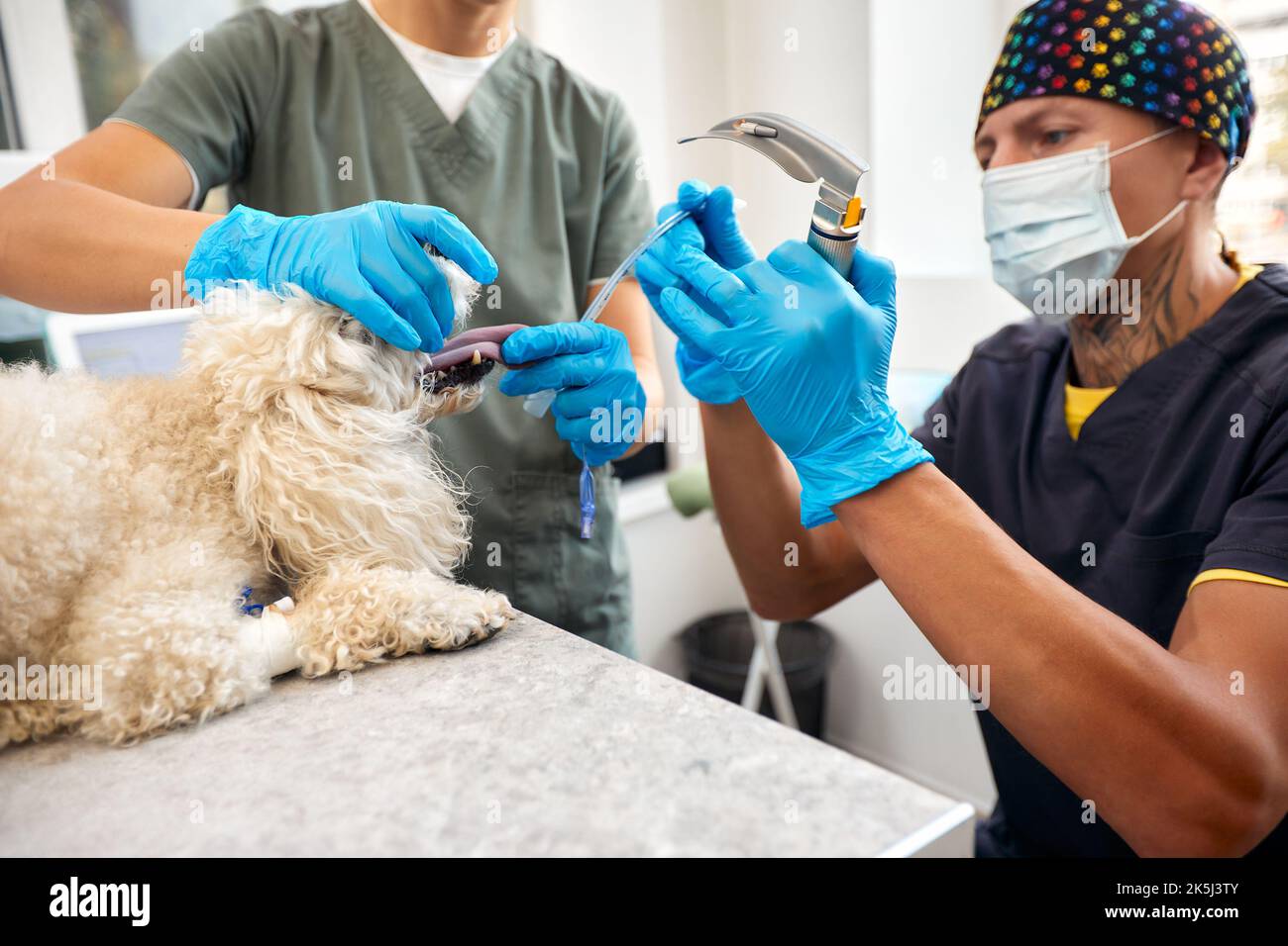 Veterinaria e cura degli animali. Dottore inserimento tubo tracheale aiutare il cane. Foto di alta qualità Foto Stock
