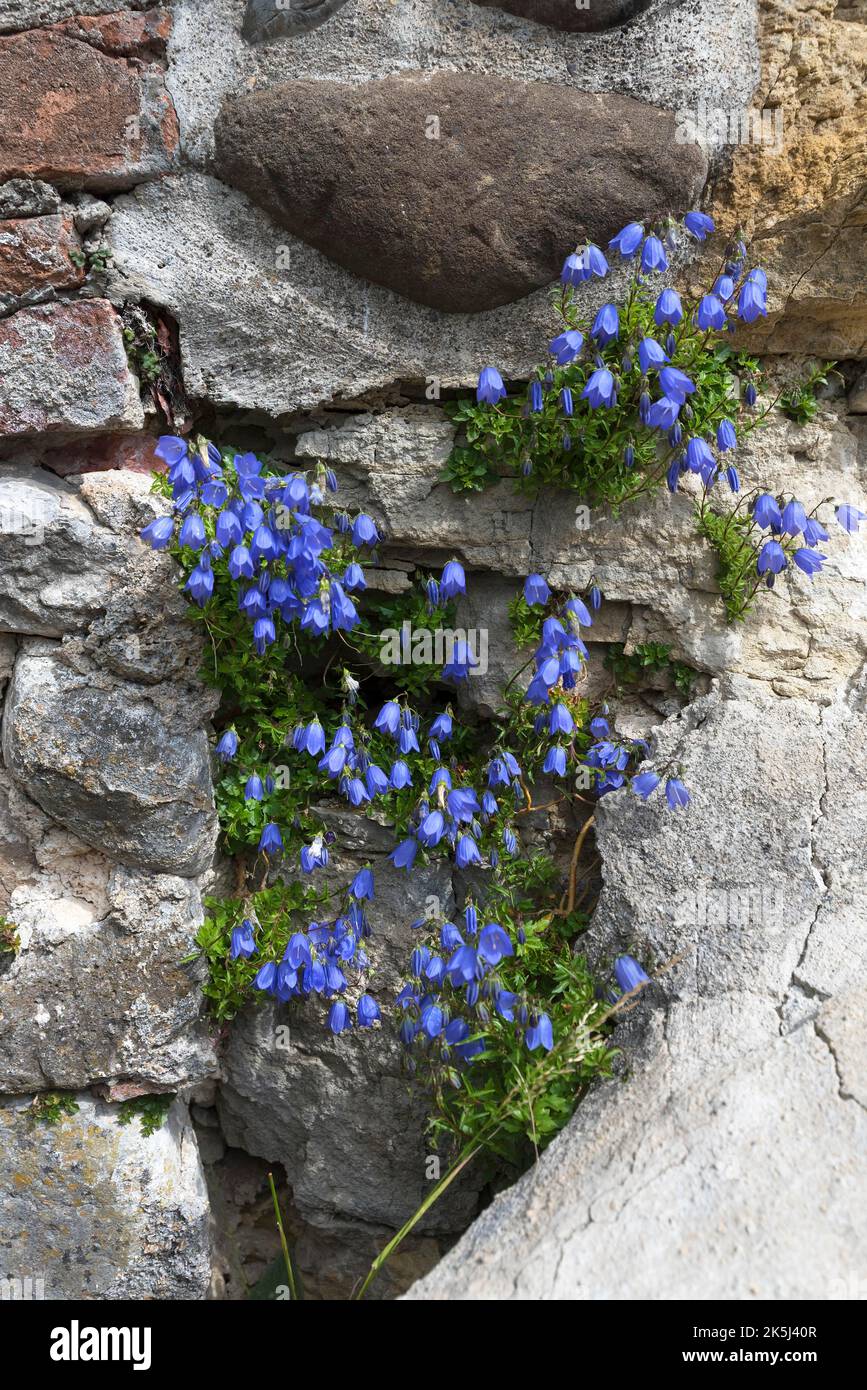 Bellflower (Campanula) su un vecchio muro del castello, Allgaeu, Baviera, Germania Foto Stock