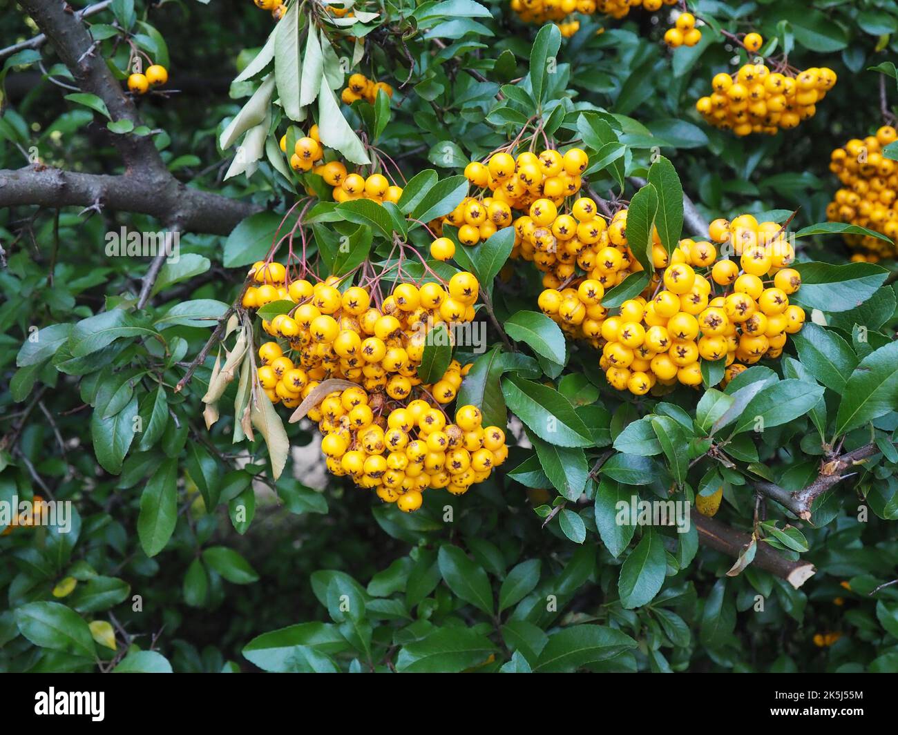 Bacche d'arancia e foglie verdi di pyracantha coccinea o di scarlatto pianta di crostata. E' la specie europea di tagliafuoco. Foto Stock