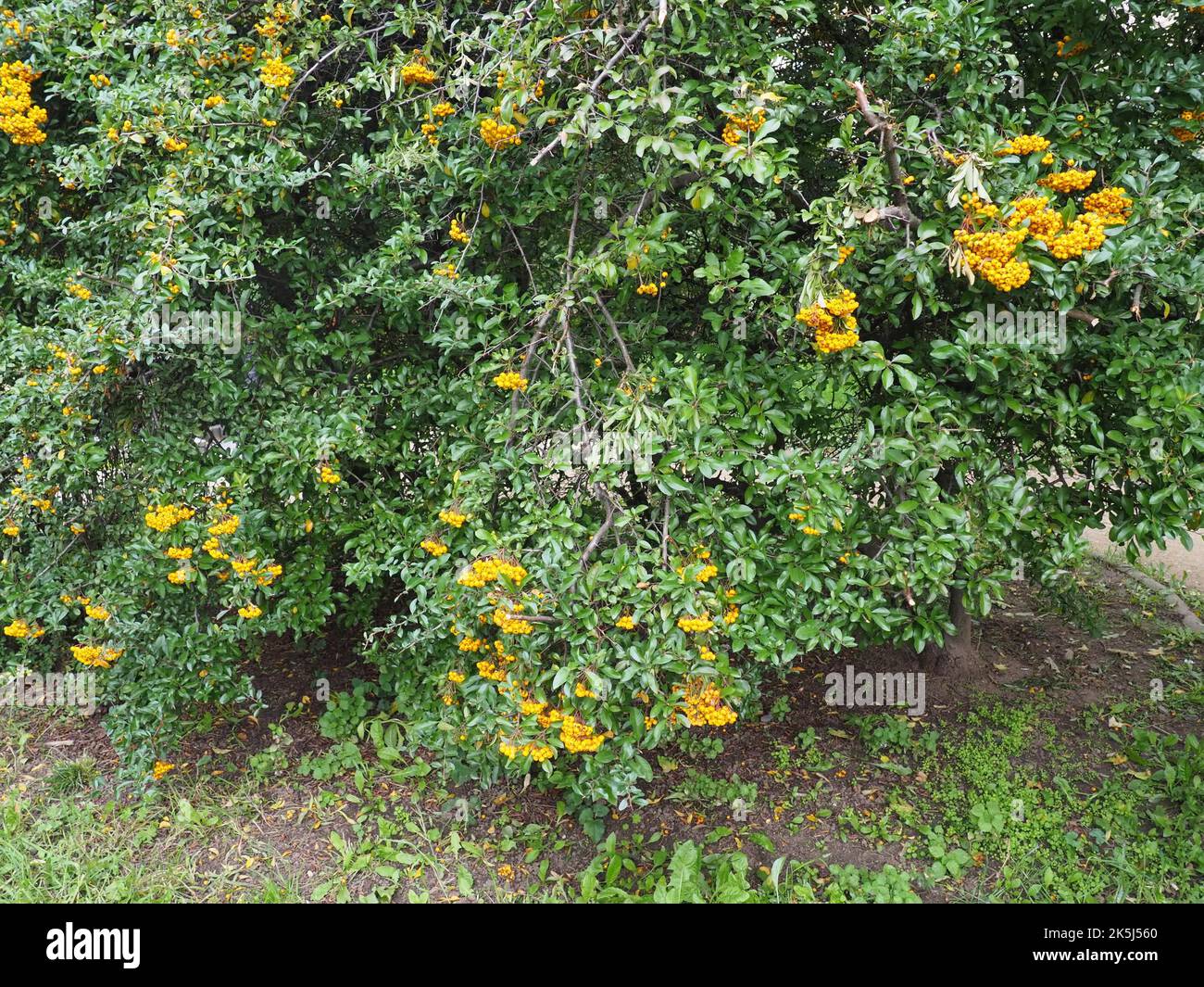 Bacche d'arancia e foglie verdi di pyracantha coccinea o di scarlatto pianta di crostata. E' la specie europea di tagliafuoco. Foto Stock
