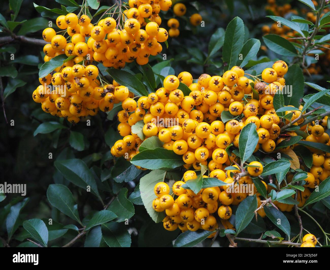 Bacche d'arancia e foglie verdi di pyracantha coccinea o di scarlatto pianta di crostata. E' la specie europea di tagliafuoco. Foto Stock