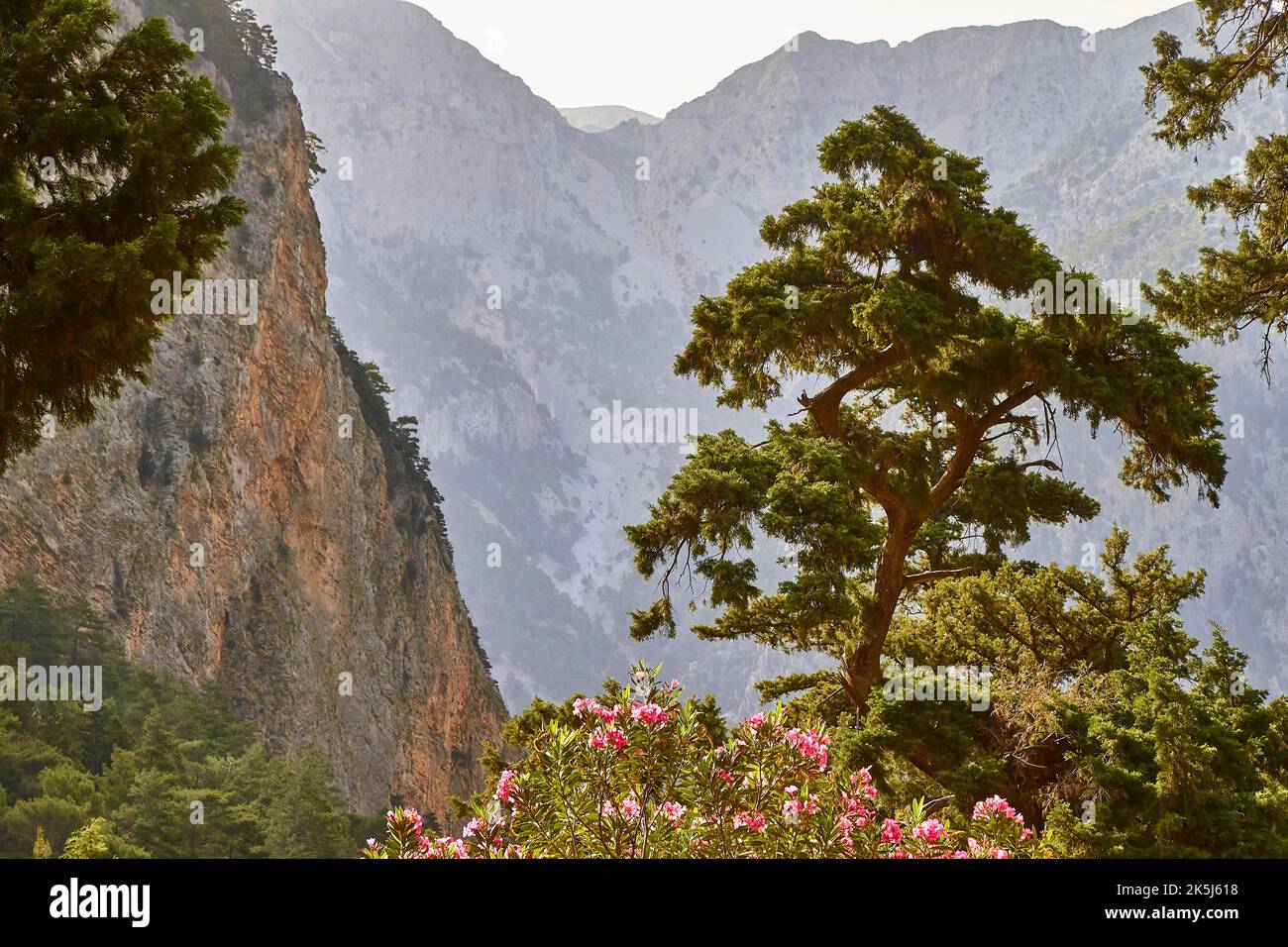 Parete rocciosa, pareti del canyon, singolo grande albero, retroilluminazione, gola di Samaria, Samaria, gola, parco nazionale, Omalos, Lefka Ori, White Mountains, Creta ovest Foto Stock