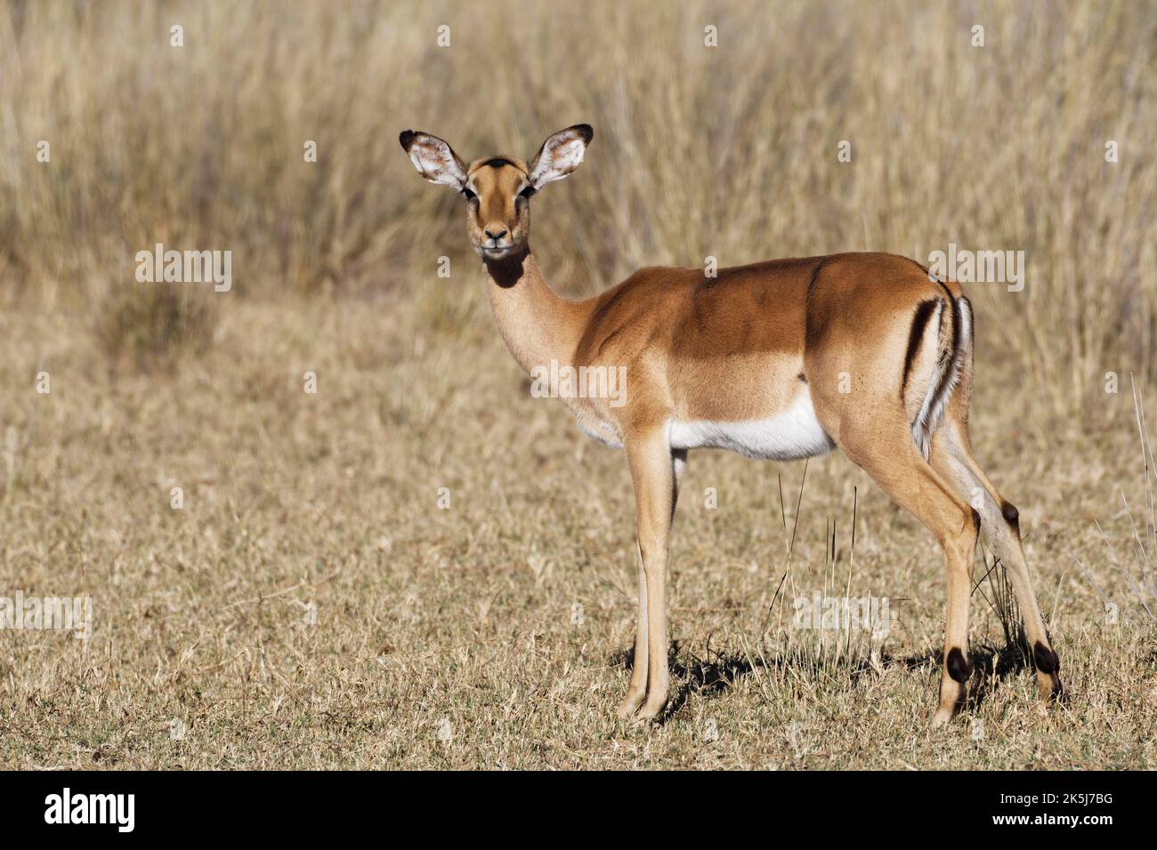 Impala comune (Aepyceros melampus), femmina adulto in erba secca, contatto con gli occhi, savanna, Mahango Core Area, Bwabwata Parco Nazionale, Kavango East, Capr Foto Stock