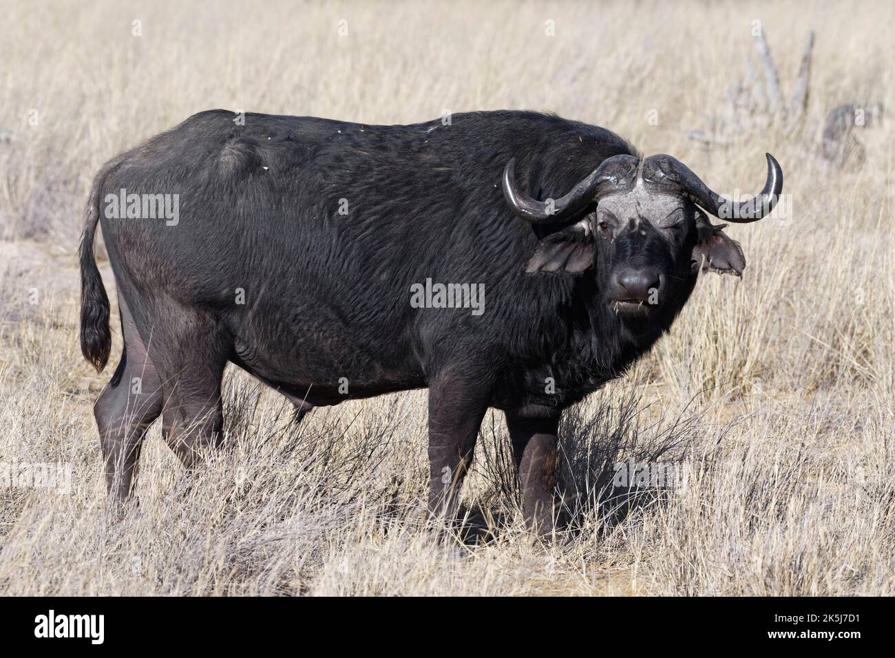 Capo bufalo (syncerus caffer), maschio adulto in erba secca alta, contatto con gli occhi, savana, Mahango Core Area, Bwabwata National Park, Kavango East, Caprivi S Foto Stock Capo bufalo (syncerus caffer), maschio adulto in erba secca alta, contatto con gli occhi, savana, Mahango Core Area, Bwabwata National Park, Kavango East, Caprivi S Foto Stock