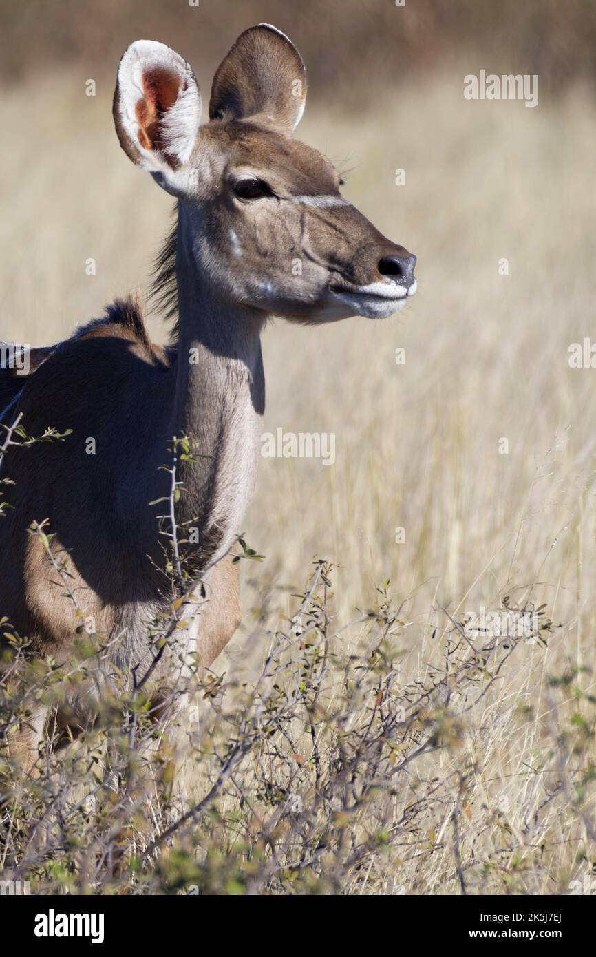 Greater kudu (Tragelaphus strepsiceros), donna adulta in piedi dietro gli arbusti, contatto con gli occhi, ritratto animale, savana, Mahango Core Area, Bwabwata N Foto Stock