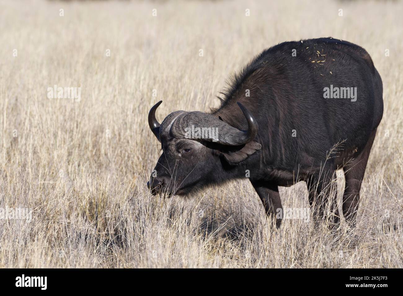 Capo bufalo (syncerus caffer), maschio adulto in erba secca alta, nutrirsi di erba, savana, Mahango Core Area, Bwabwata National Park, Kavango East, Capr Foto Stock Capo bufalo (syncerus caffer), maschio adulto in erba secca alta, nutrirsi di erba, savana, Mahango Core Area, Bwabwata National Park, Kavango East, Capr Foto Stock