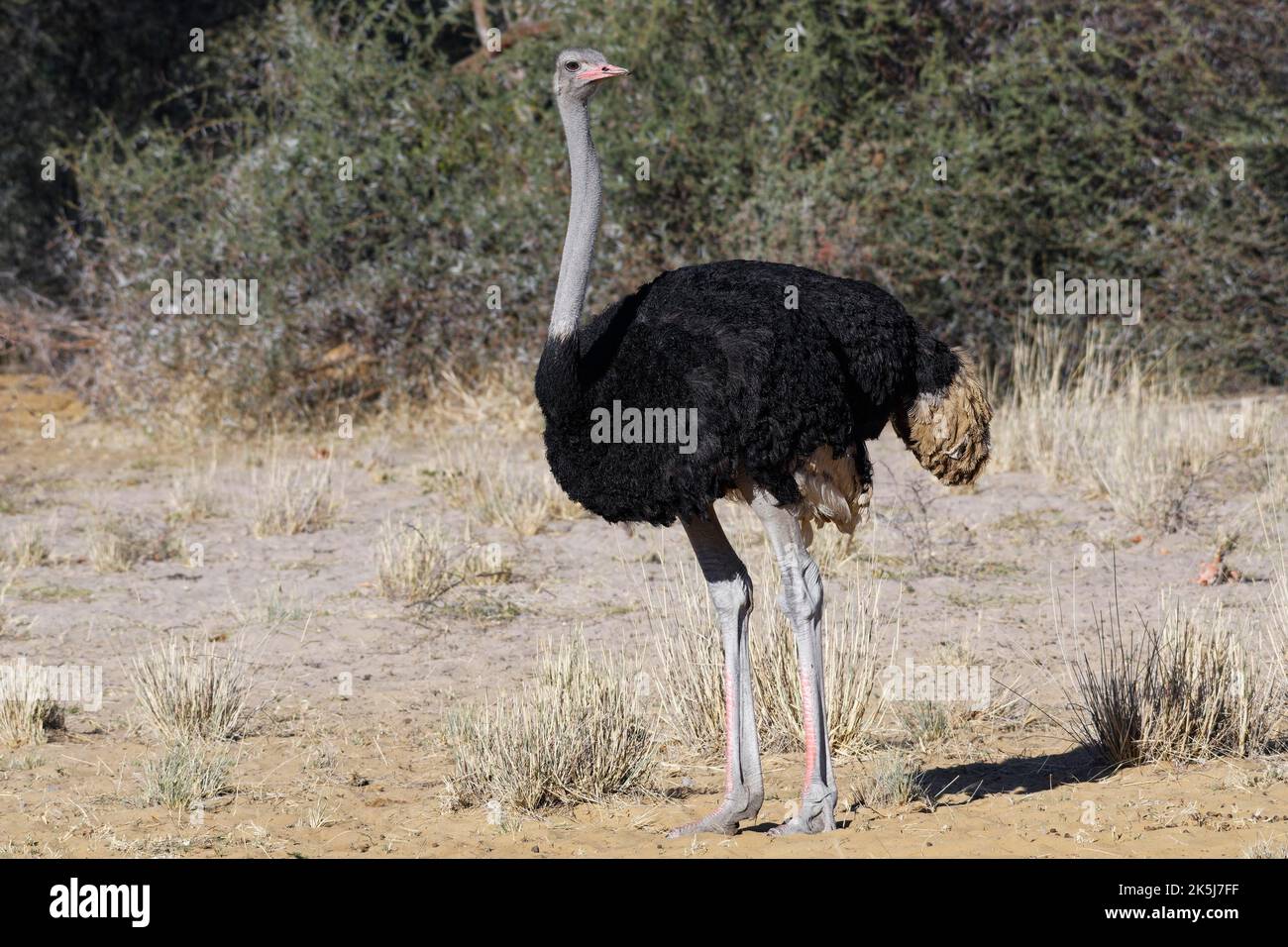 Struzzo sudafricano (Struthio camelus australis), maschio adulto, Mahango Core Area, Bwabwata National Park, Kavango East, Striscia di Caprivi, Namibia, Africana Foto Stock