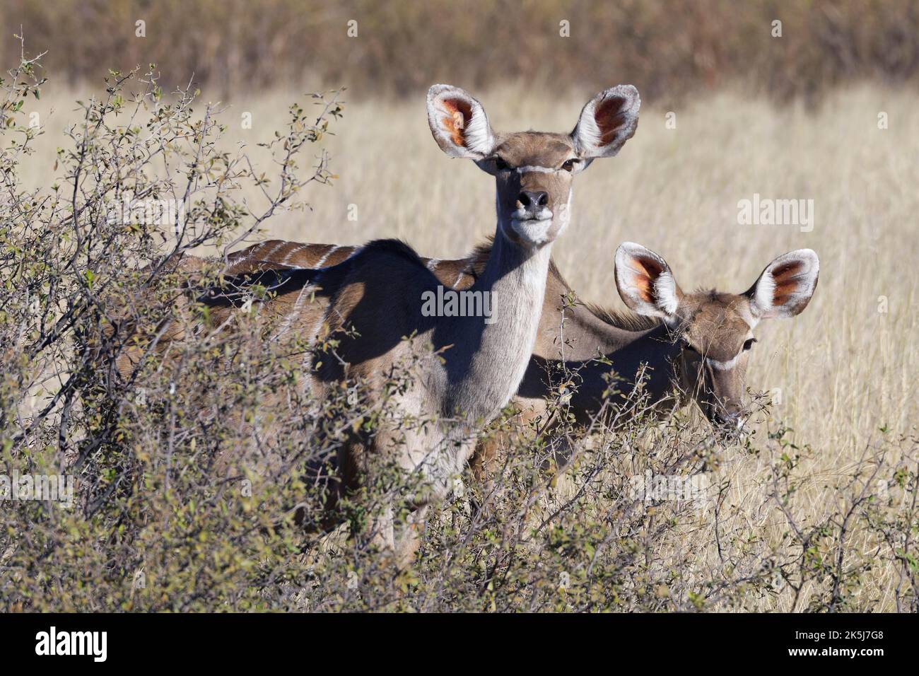 Greater kudus (Tragelaphus strepsiceros), due femmine adulte che foraggiano tra gli arbusti, contatto con gli occhi, savana, Mahango Core Area, Bwabwata Parco Nazionale Foto Stock