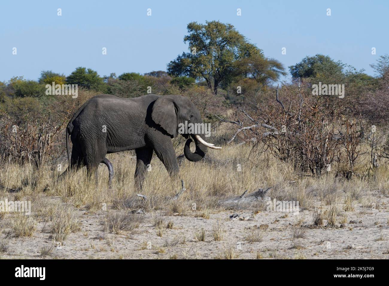 Elefante africano (Loxodonta africana), adulto maschio a piedi in prateria secca, savanna, Mahango Core Area, Bwabwata National Park, Kavango East, Tappo Foto Stock