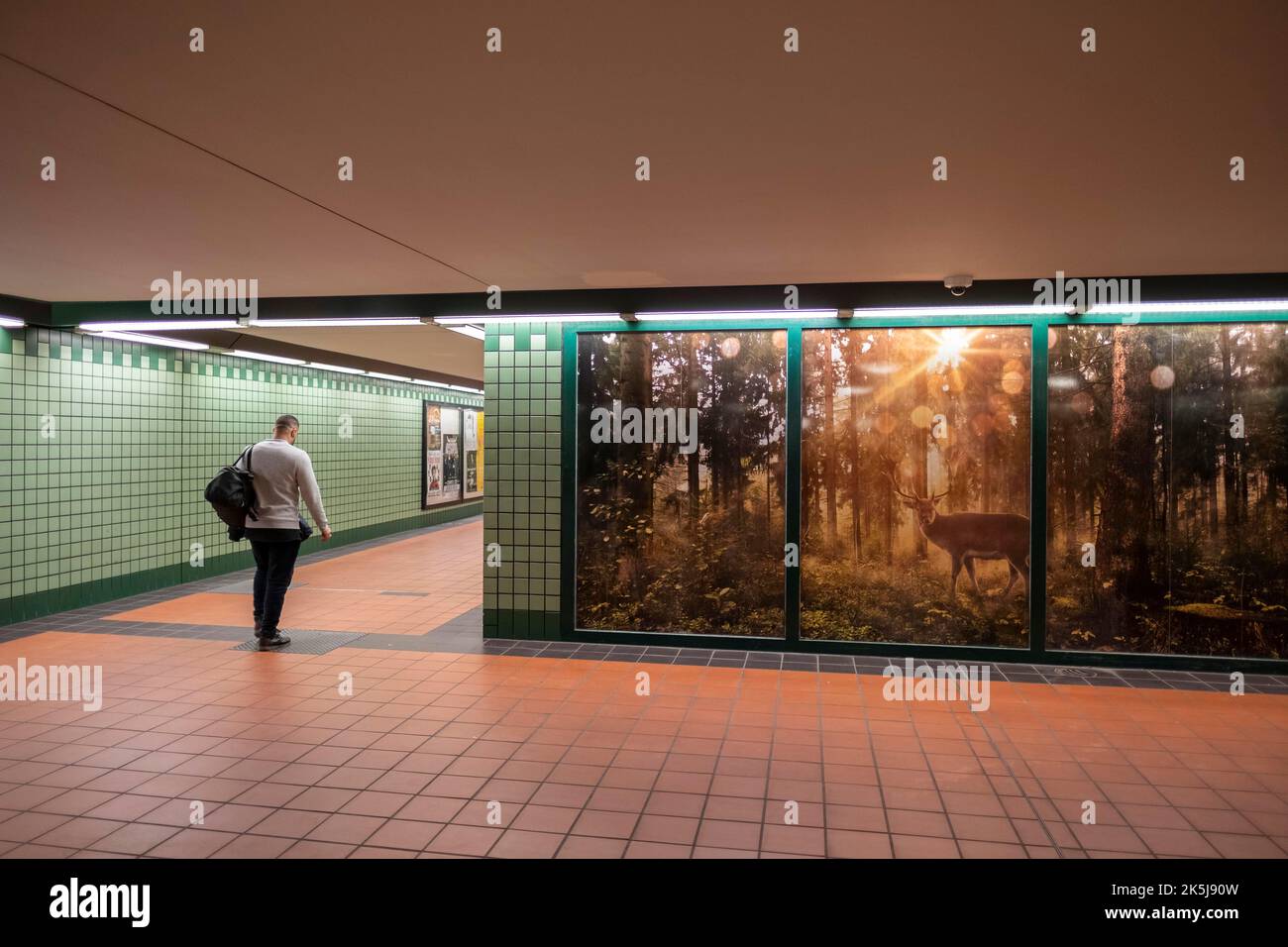 Germania, Berlino, 08. 01. 2020, S-und U-Bahnhof Wittenau, natura dietro vetro, cervi, foresta Foto Stock