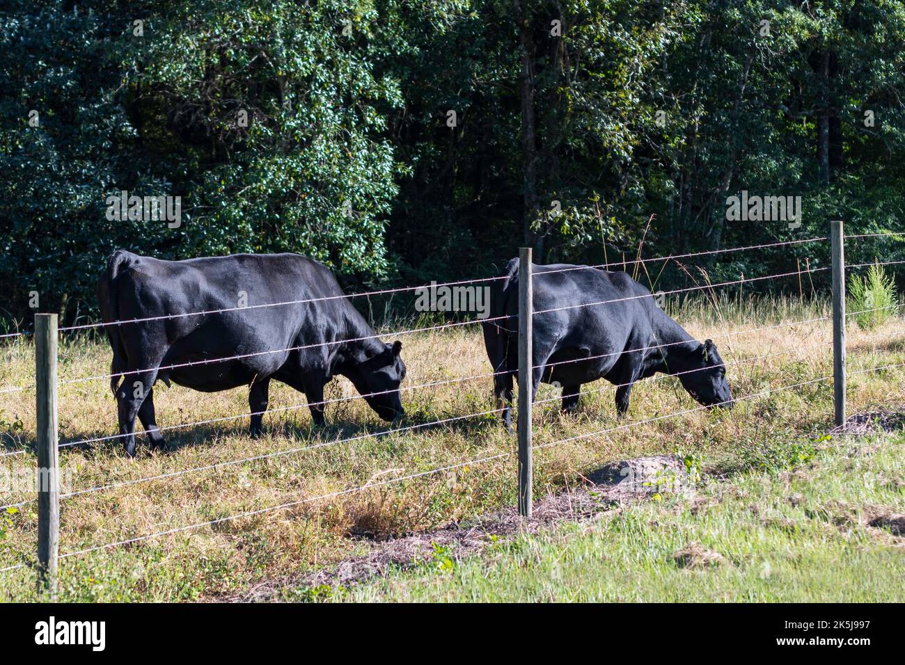 Due vacche di Angus nero che pascolano vicino a una recinzione di filo spinato a fine estate. Foto Stock