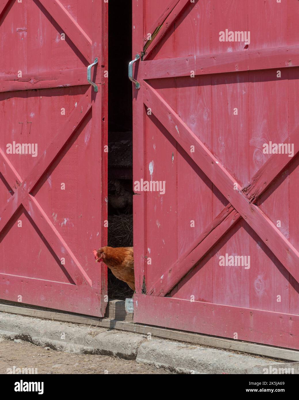 Grandi porte fienile rosso leggermente aperto con pollo marrone che si aggira la testa fuori per guardare intorno in fattoria soleggiata. Foto Stock