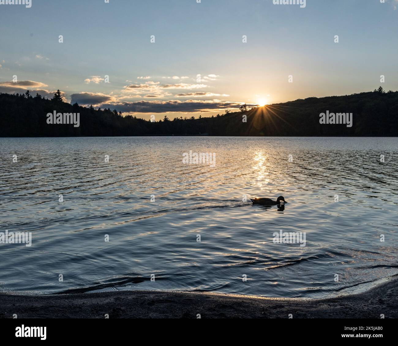 Lago tranquillo al tramonto con montagne sullo sfondo e anatra in primo piano. Foto Stock