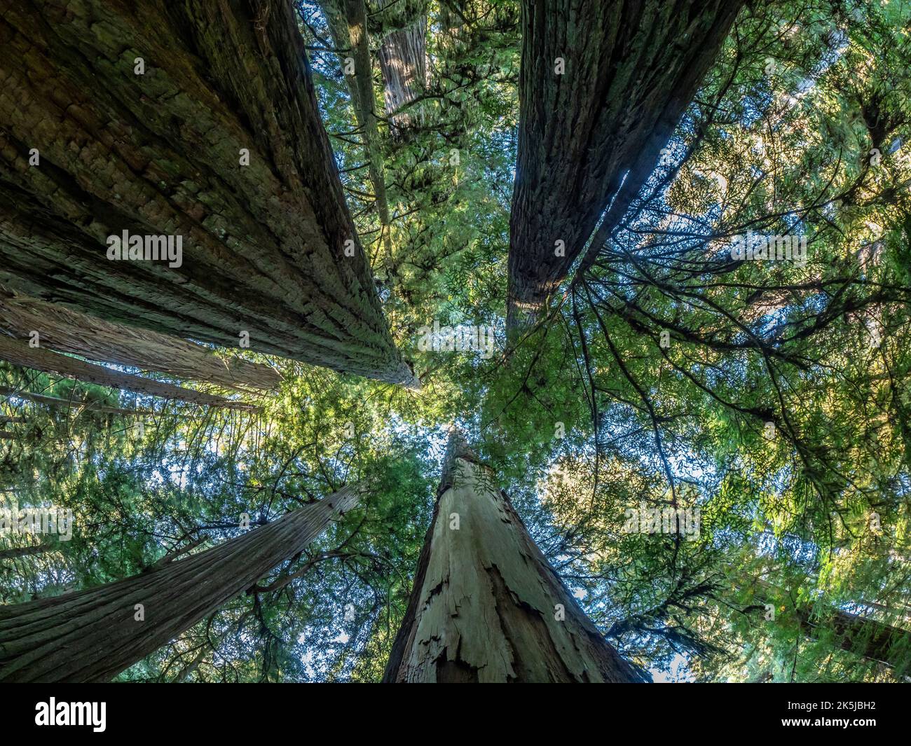 Redwood Trees, Simpson-Reed Grove Trail, Redwoods National e state Park fuori da Crescent City, California. Foto Stock