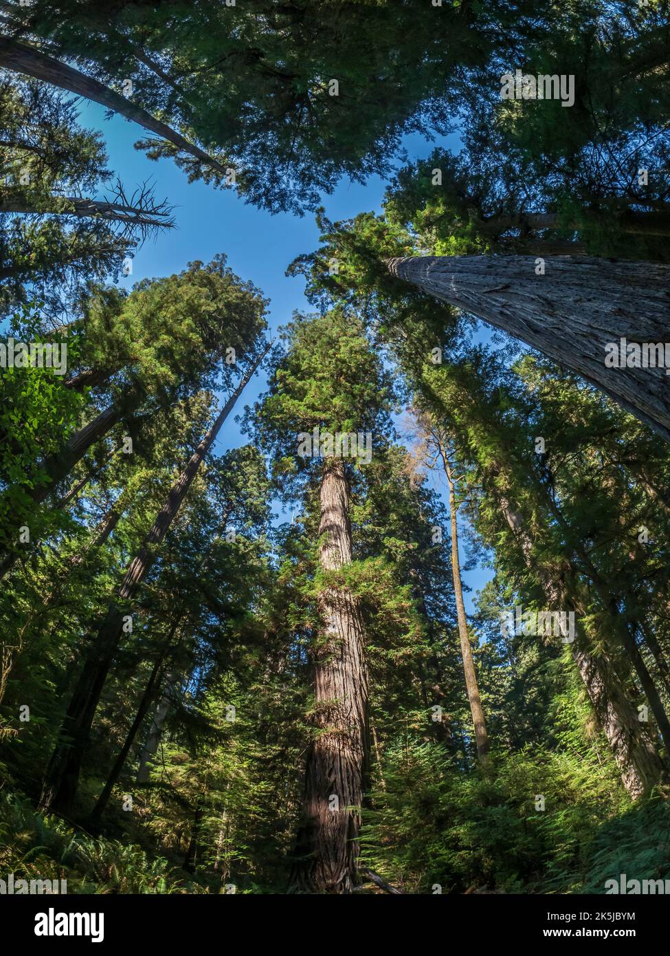 Redwood Trees, Simpson-Reed Grove Trail, Redwoods National e state Park fuori da Crescent City, California. Foto Stock