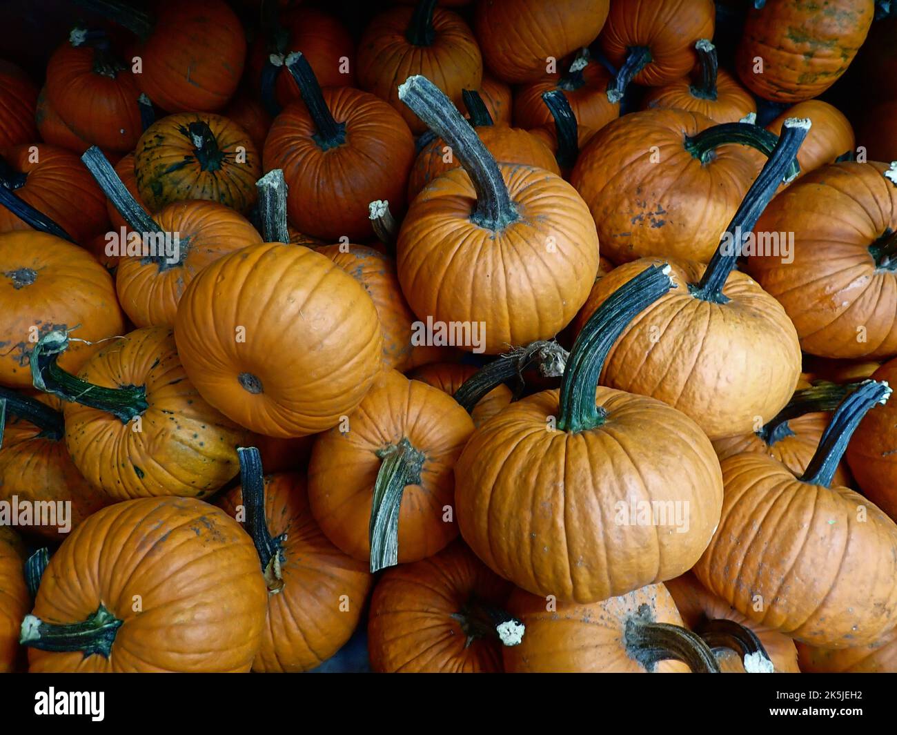 La zucca è una cultivar di un impianto di squash, più comunemente di cucurbita pepo Foto Stock