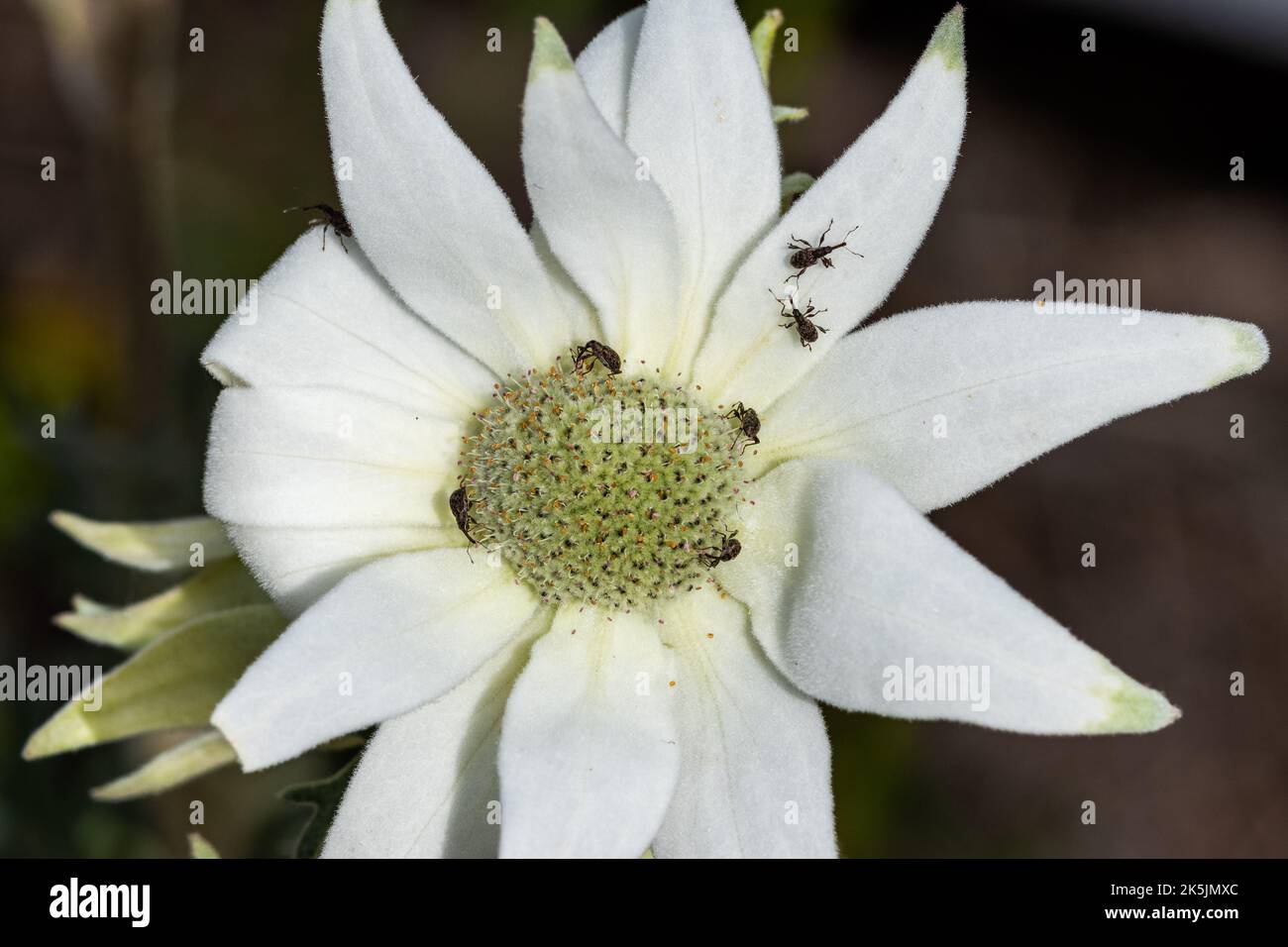 Piccoli coleotteri Weevil su Flannel Flower Foto Stock