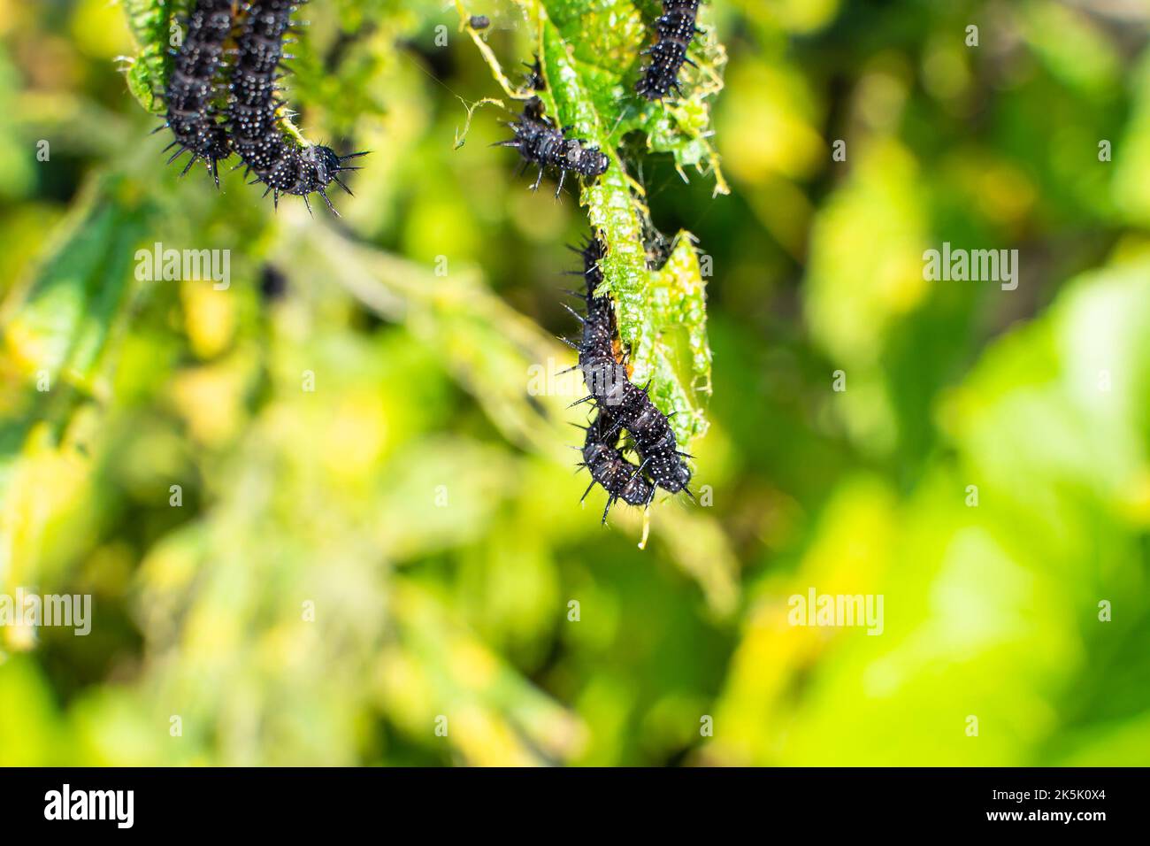 bruco nero di una farfalla di pavone su un primo piano di ortica. Un bruco nero con punte e puntini bianchi mangia le foglie della ortica pungente Foto Stock