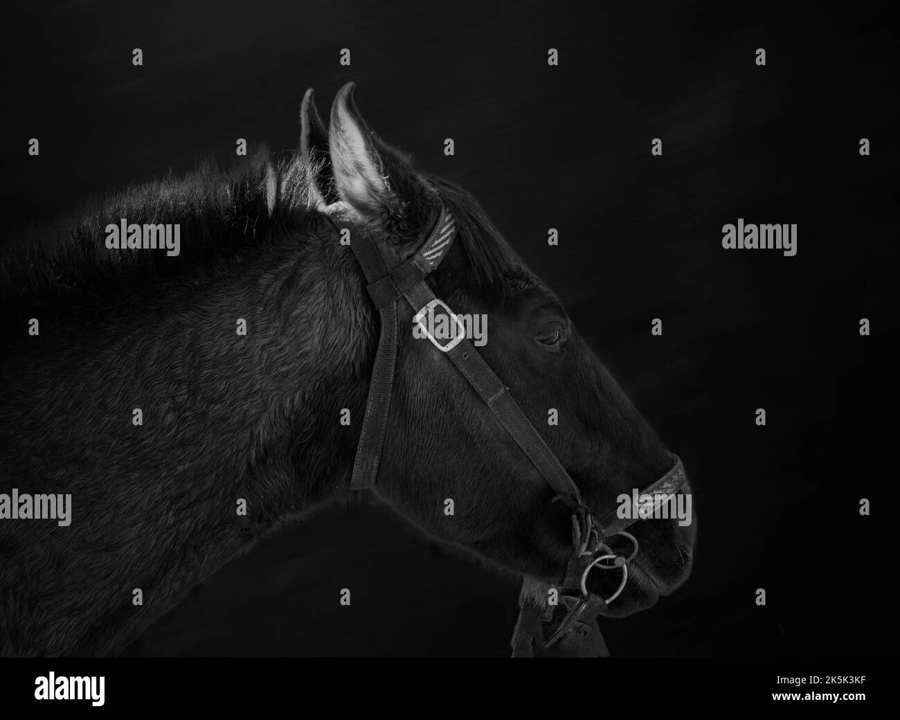 Belle arti, immagine a basso cavallo chiave su sfondo nero Foto Stock