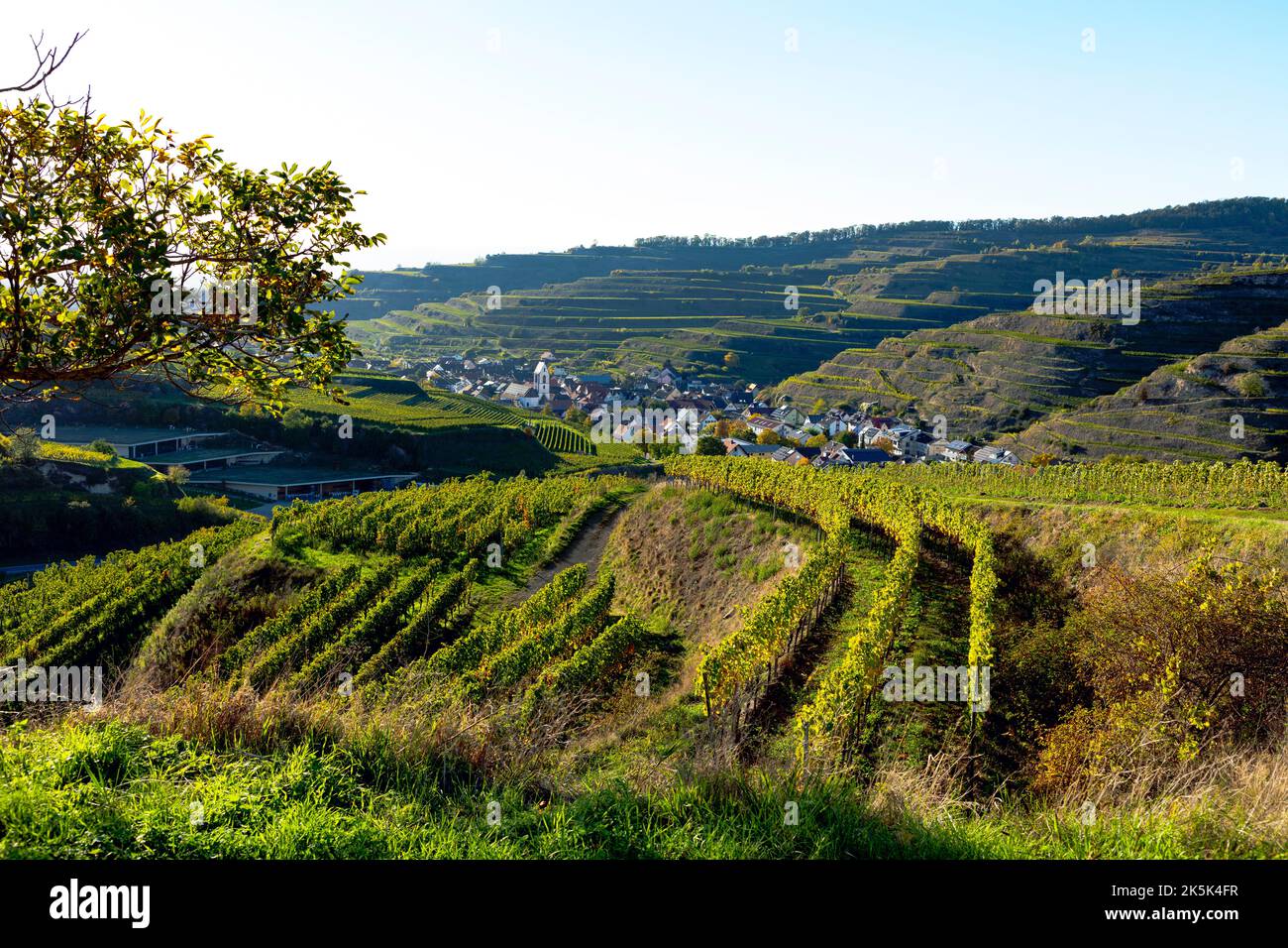 Blick über die Weinberge nach Oberbergen im Kaiserstuhl Foto Stock