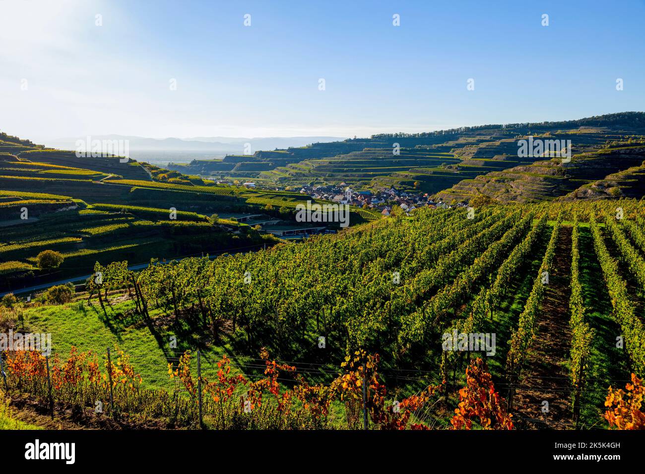Blick über die Weinberge nach Oberbergen im Kaiserstuhl Foto Stock