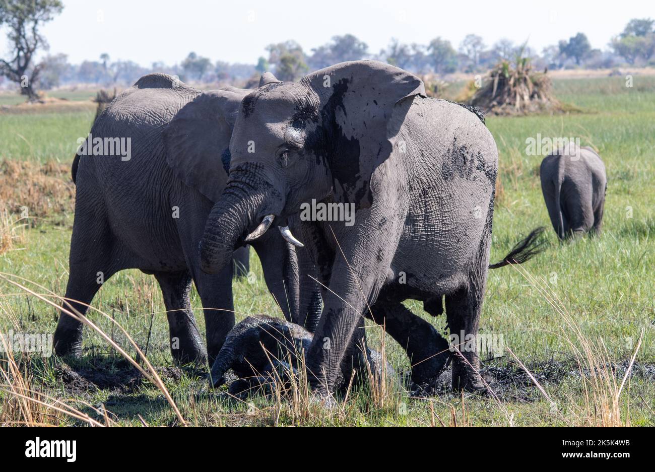 Gruppo di famiglia di elefanti africani che utilizza un bagno di fango per raffreddare e controllare i parassiti della pelle Foto Stock