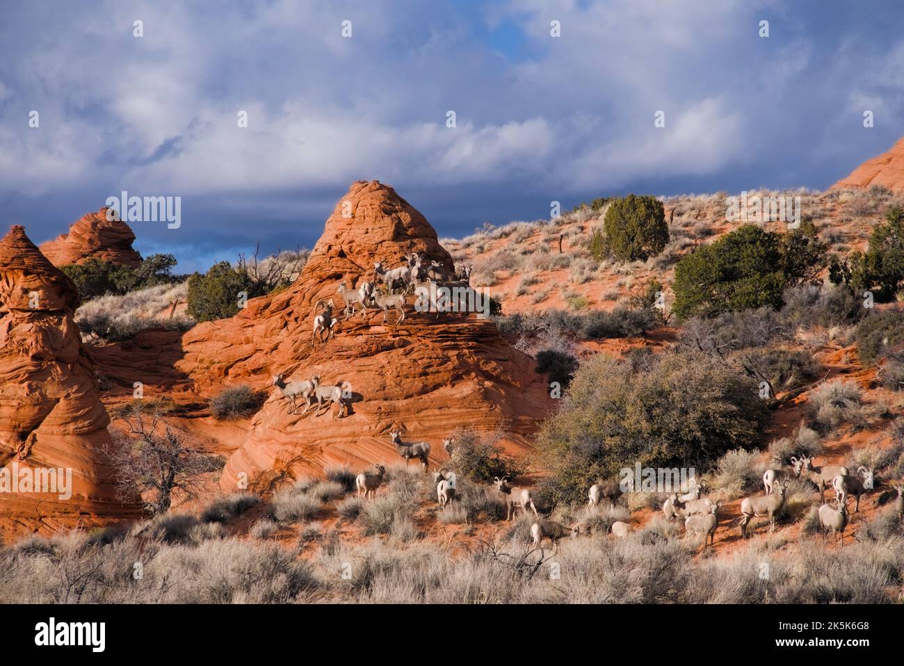 Un gregge di grandi pecore di mais sparse nel deserto con coni e cespugli di roccia rossa. Foto Stock