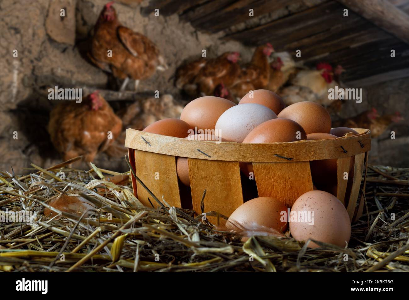 cestino pieno di uova su fieno e galline in polli Foto Stock