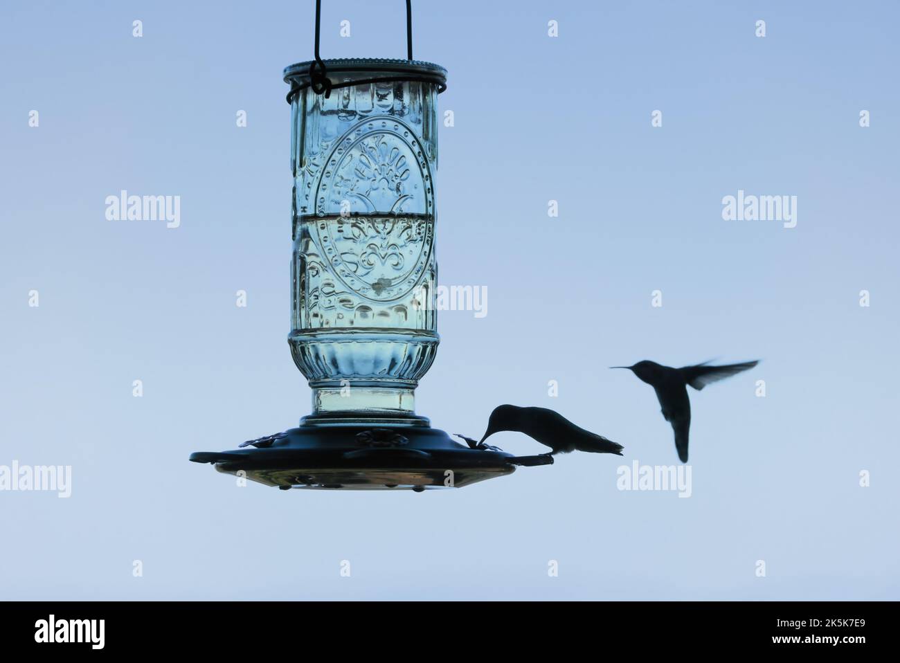 Un colibrì nero che mangia da un alimentatore di colibrì di vetro trasparente. Un altro colibrì sta volando verso l'alimentatore. Foto Stock