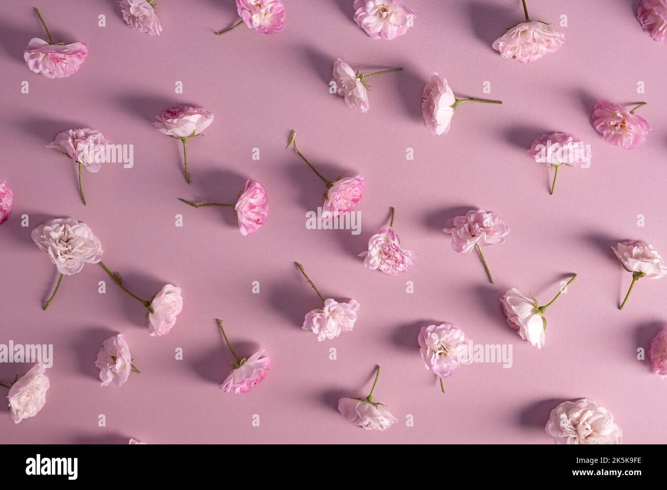 morbide rose rosa pastello su sfondo rosa. Cornice floreale di fiori in fiore rosa. Foto Stock