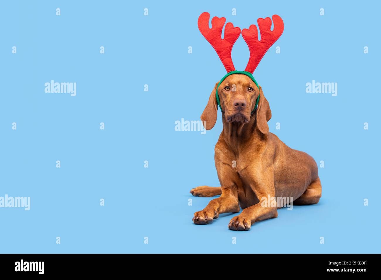 Banner di Natale del cane. Vizsla indossa xmas renna corna full length studio ritratto su sfondo blu pastello. Buon Natale. Foto Stock
