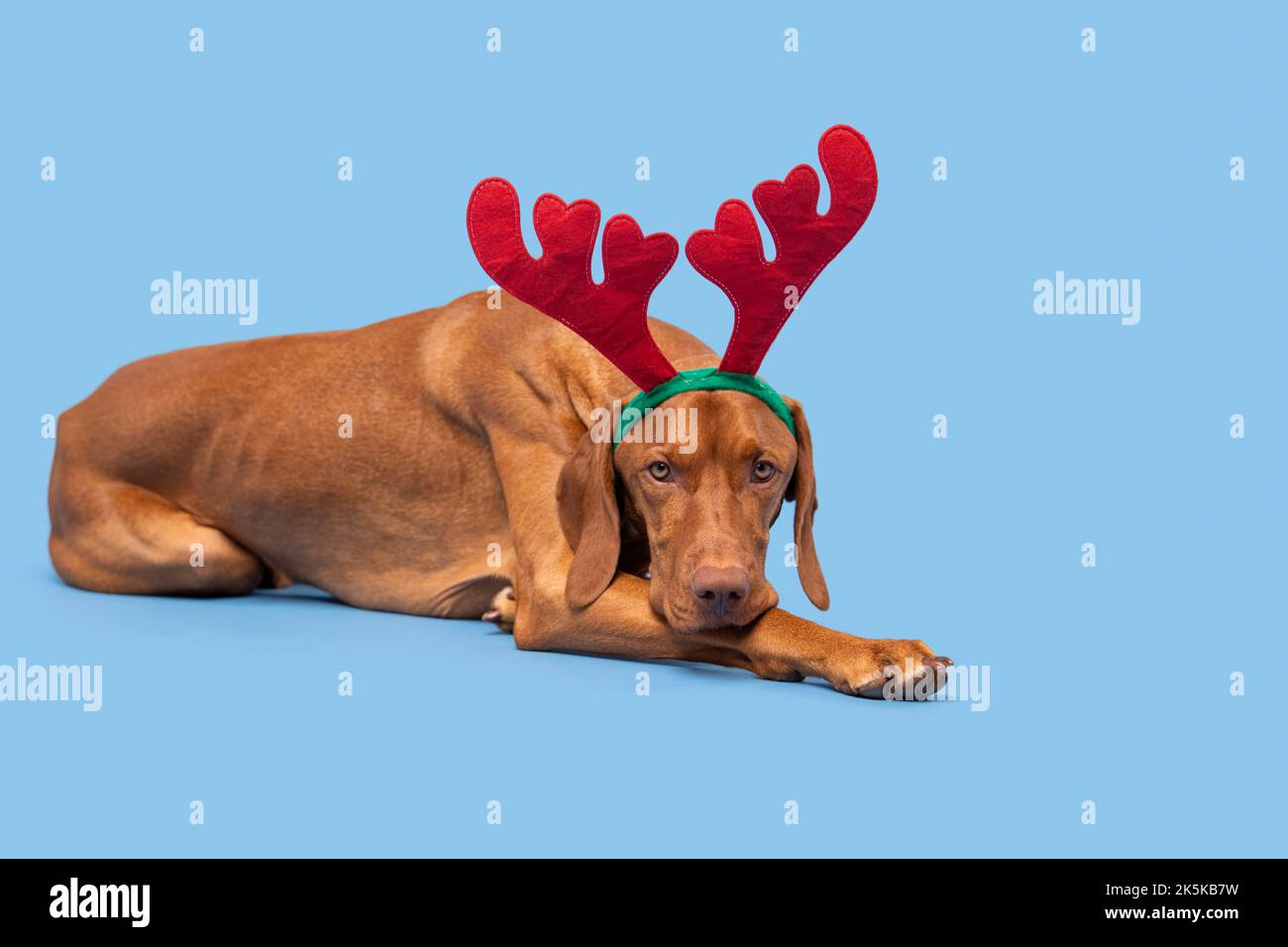 Banner di Natale del cane. Vizsla indossa xmas renna corna full length studio ritratto su sfondo blu pastello. Buon Natale. Foto Stock