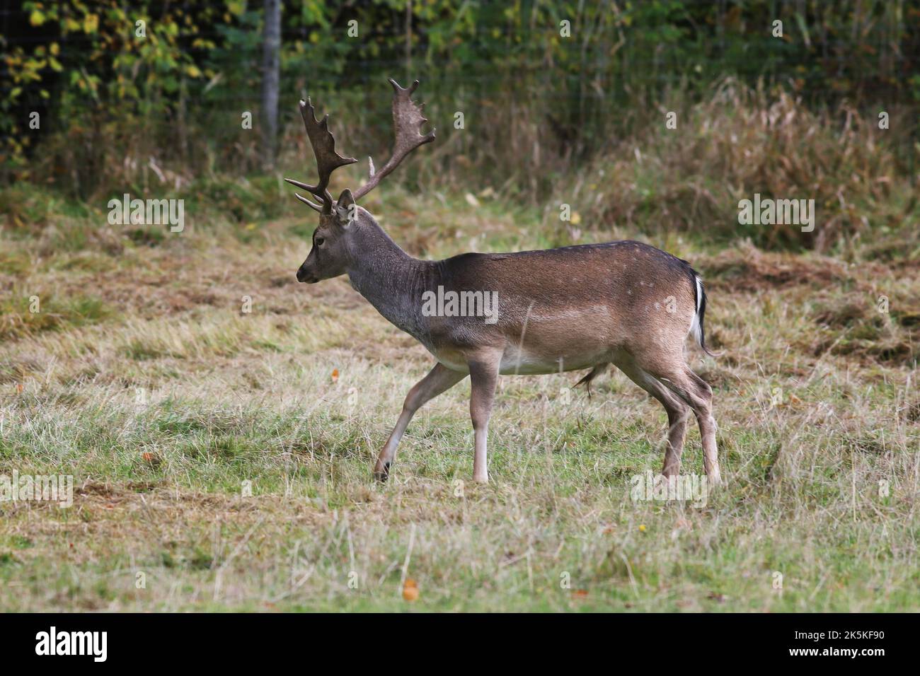 Vista laterale di un capriolo europeo (Dama dama) buck. Foto Stock