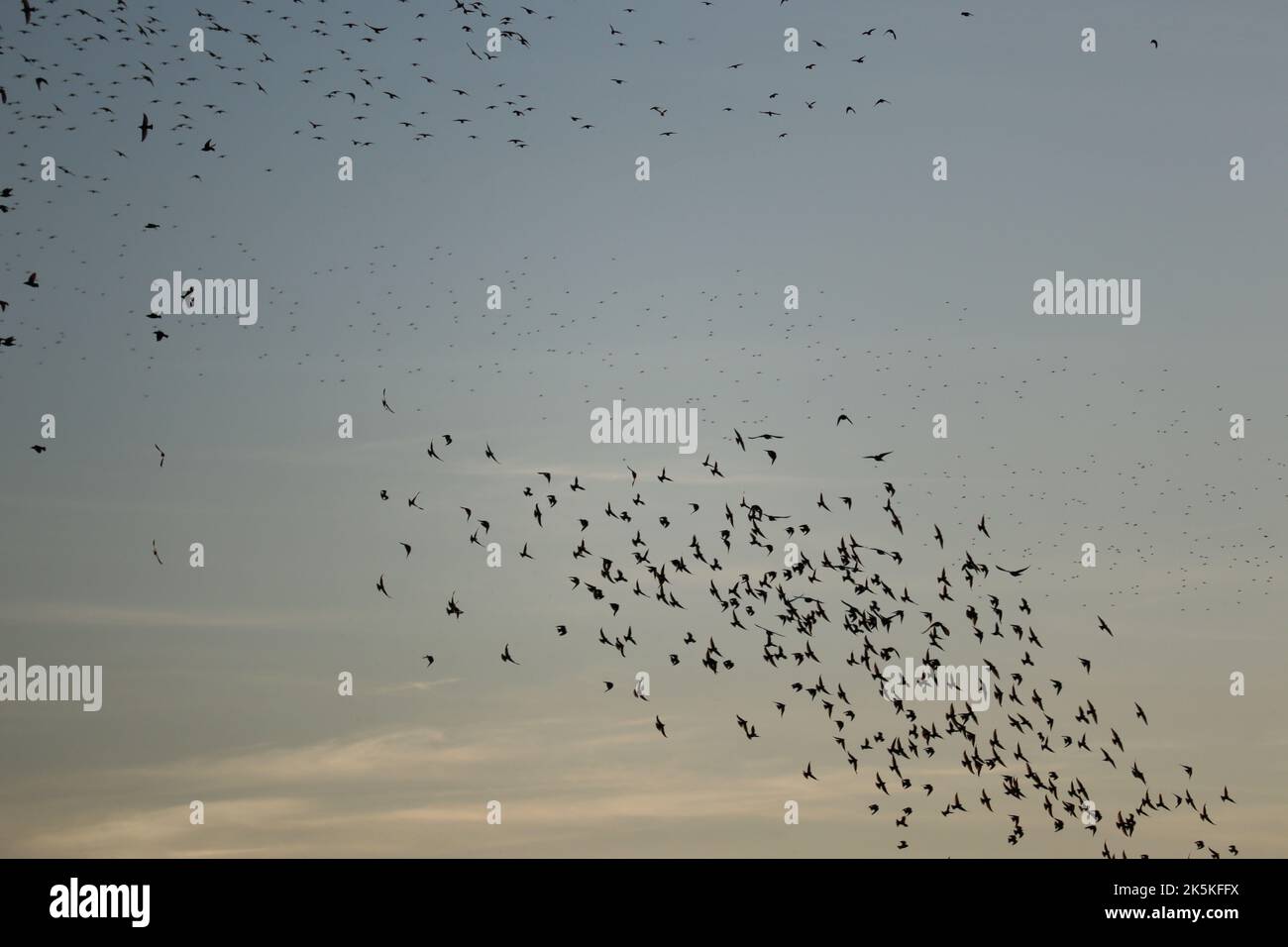 Un calore di Starlings forma Foto Stock