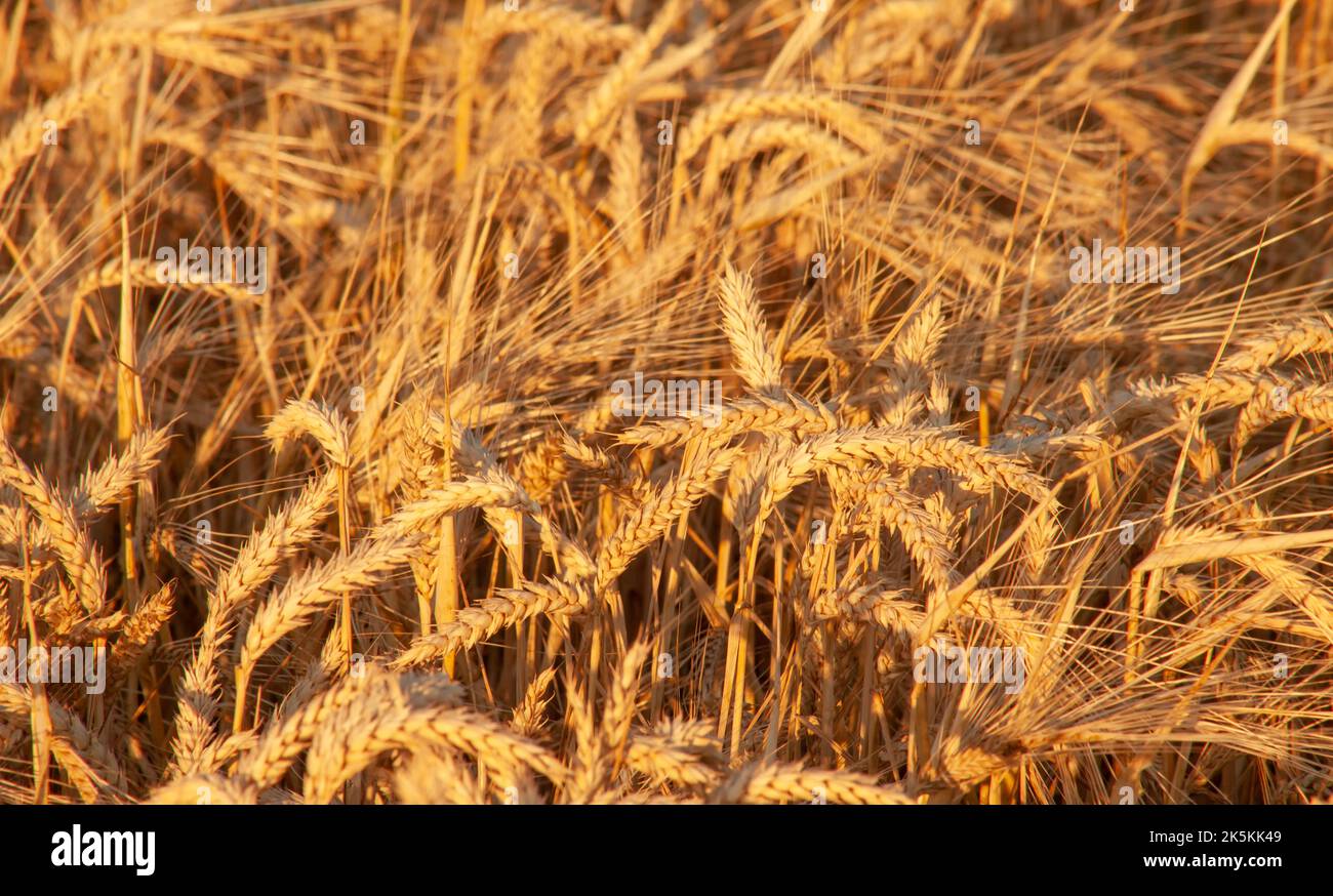 Spighe dorate di grano sul campo ai raggi del sole della sera. Il colore arancione è il riflesso del tramonto. Foto Stock