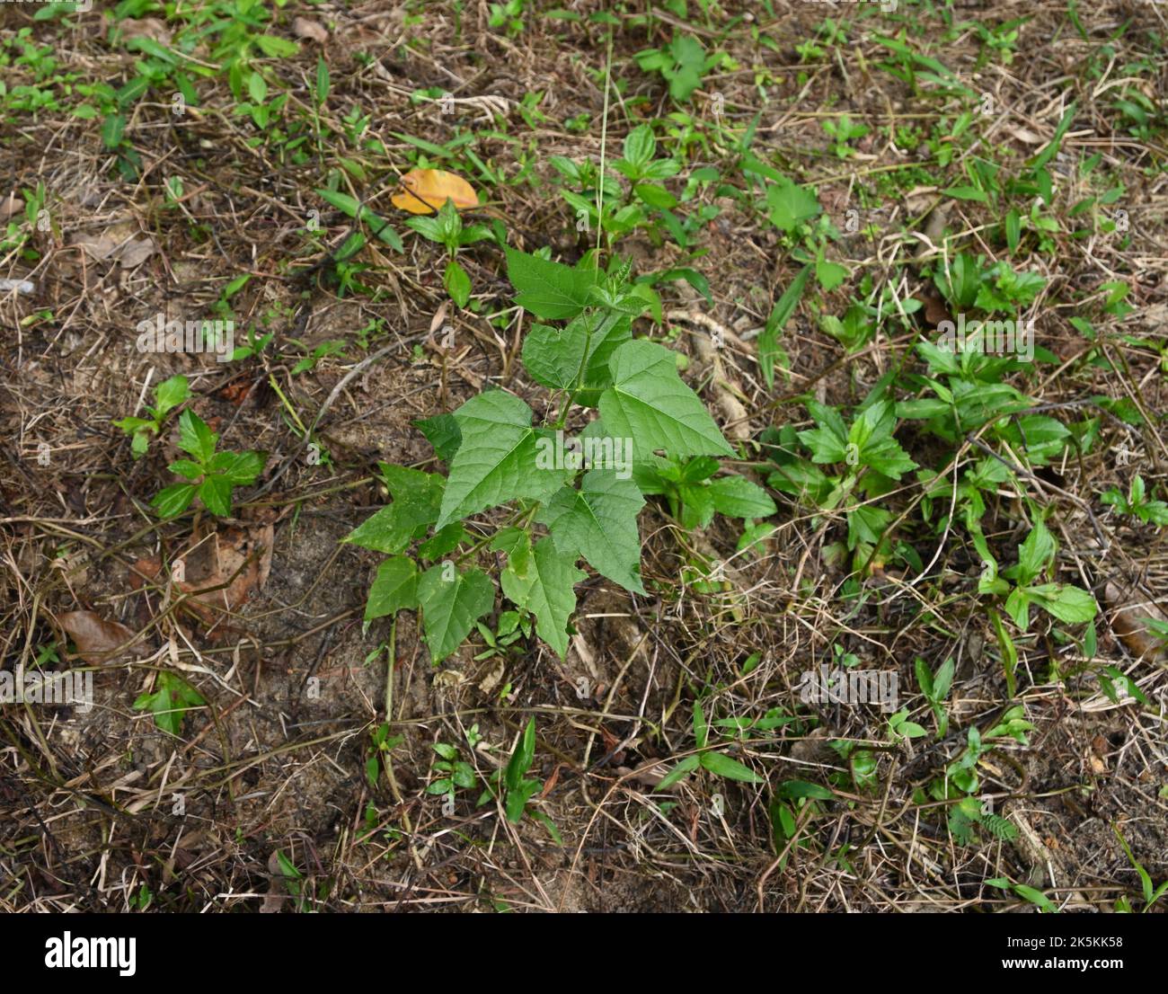 Vista ad angolo alto di una vite di acqua selvaggia che si allude al limone (Passiflora foetida) che cresce nella zona selvaggia dello Sri Lanka. Foto Stock